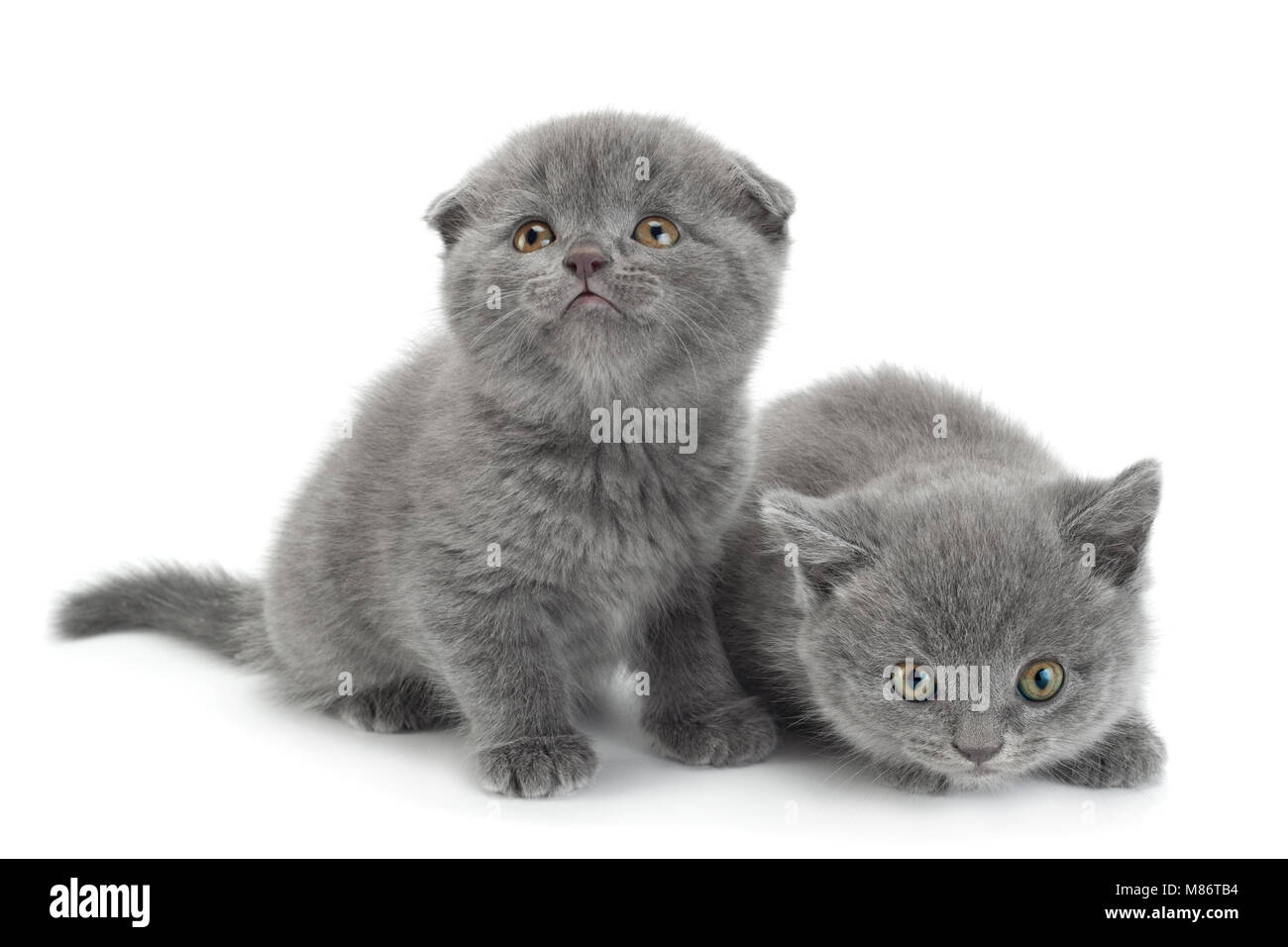 Scottish Fold Chat Gris Isole Sur Fond Blanc Photo Stock Alamy