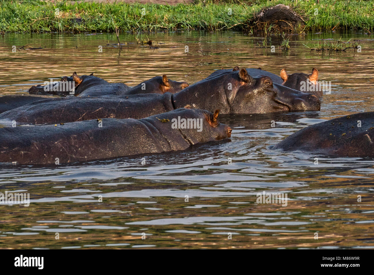 Hippos dans la rivière Chobe, parc national de Chobe, Botswana Banque D'Images