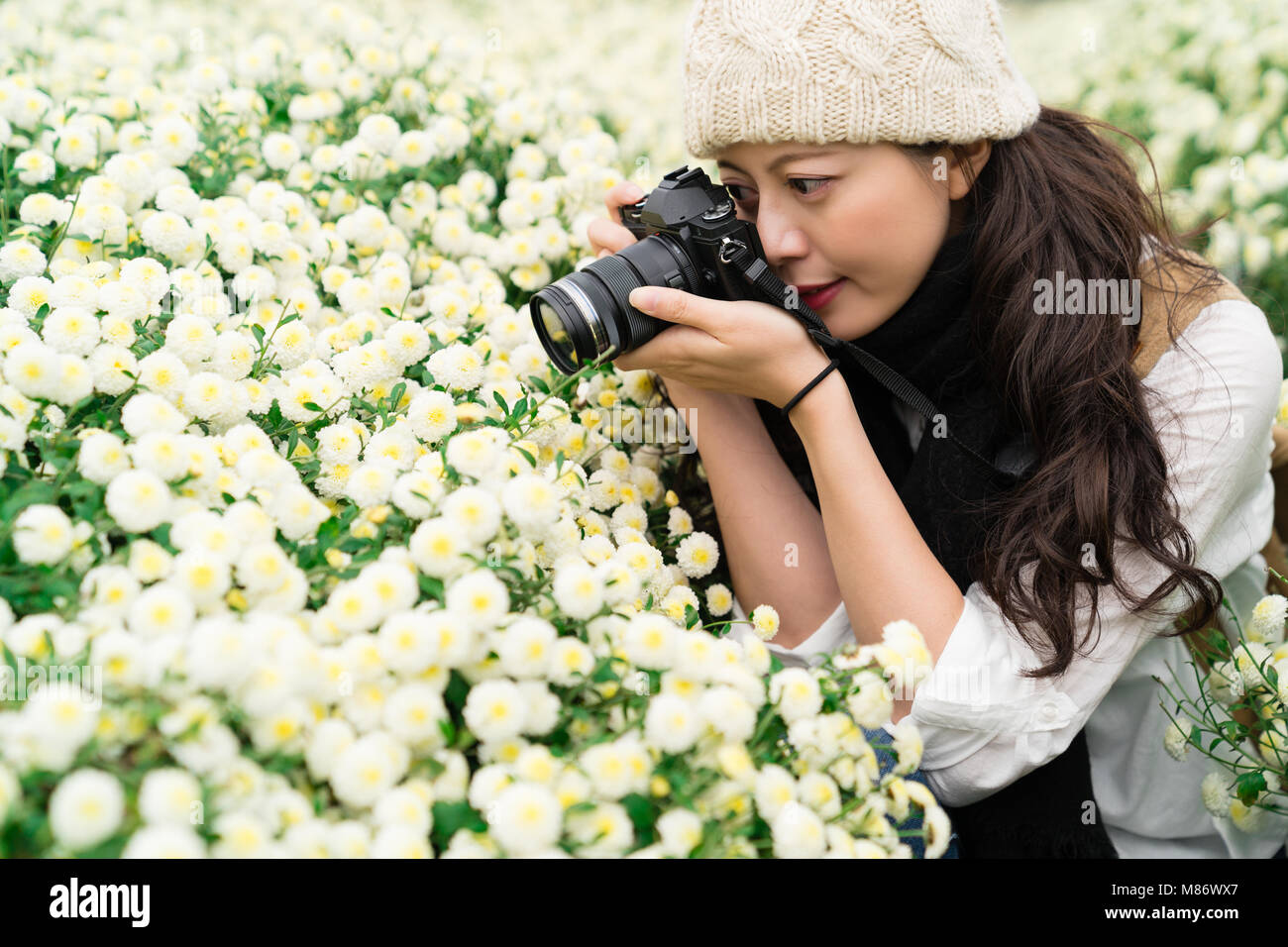 Prend une photo de tourisme fleur de chrysanthème, champs dans Tongluo, Miaoli County de Taïwan, qui sont utilisés pour les fleurs de thé ou d'herbes séchées après. Therape Banque D'Images