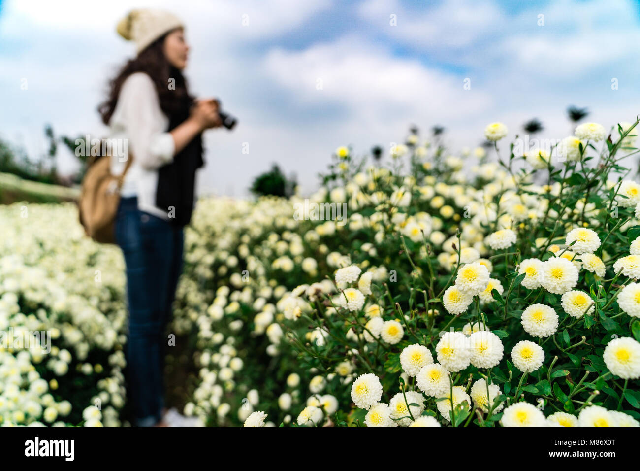 Tourist debout dans le champ de chrysanthèmes blancs à l'automne, les champs en Tongluo, Miaoli County de Taiwan. Banque D'Images