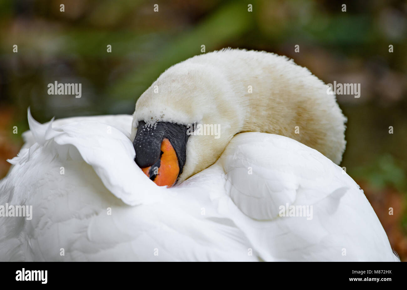 Un cygne muet dormir, Dunham Massey, Trafford, Greater Manchester. Banque D'Images