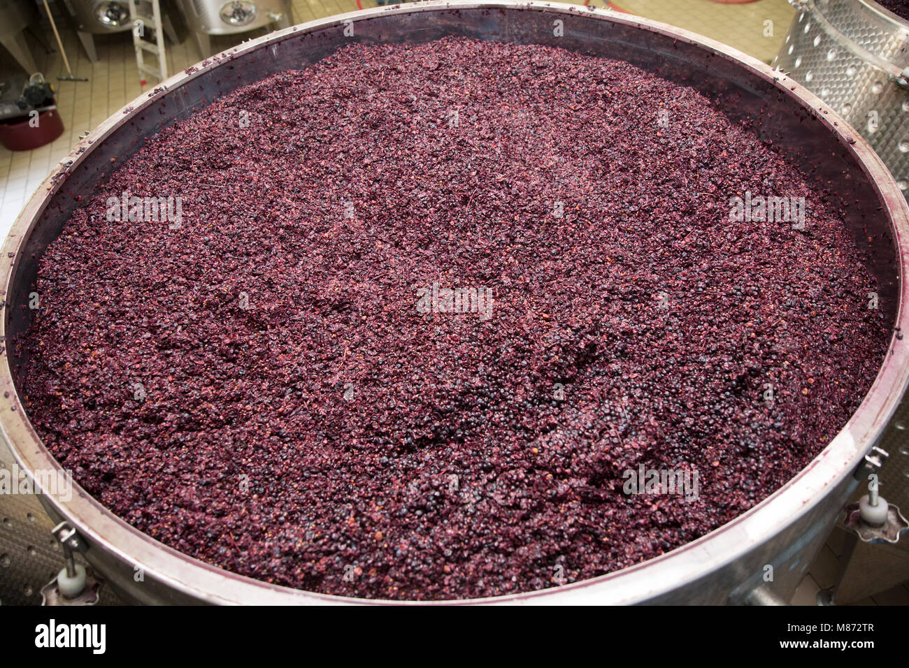 Les raisins rouges qui ont été broyées pour en faire du vin, Toscane, Italie Banque D'Images