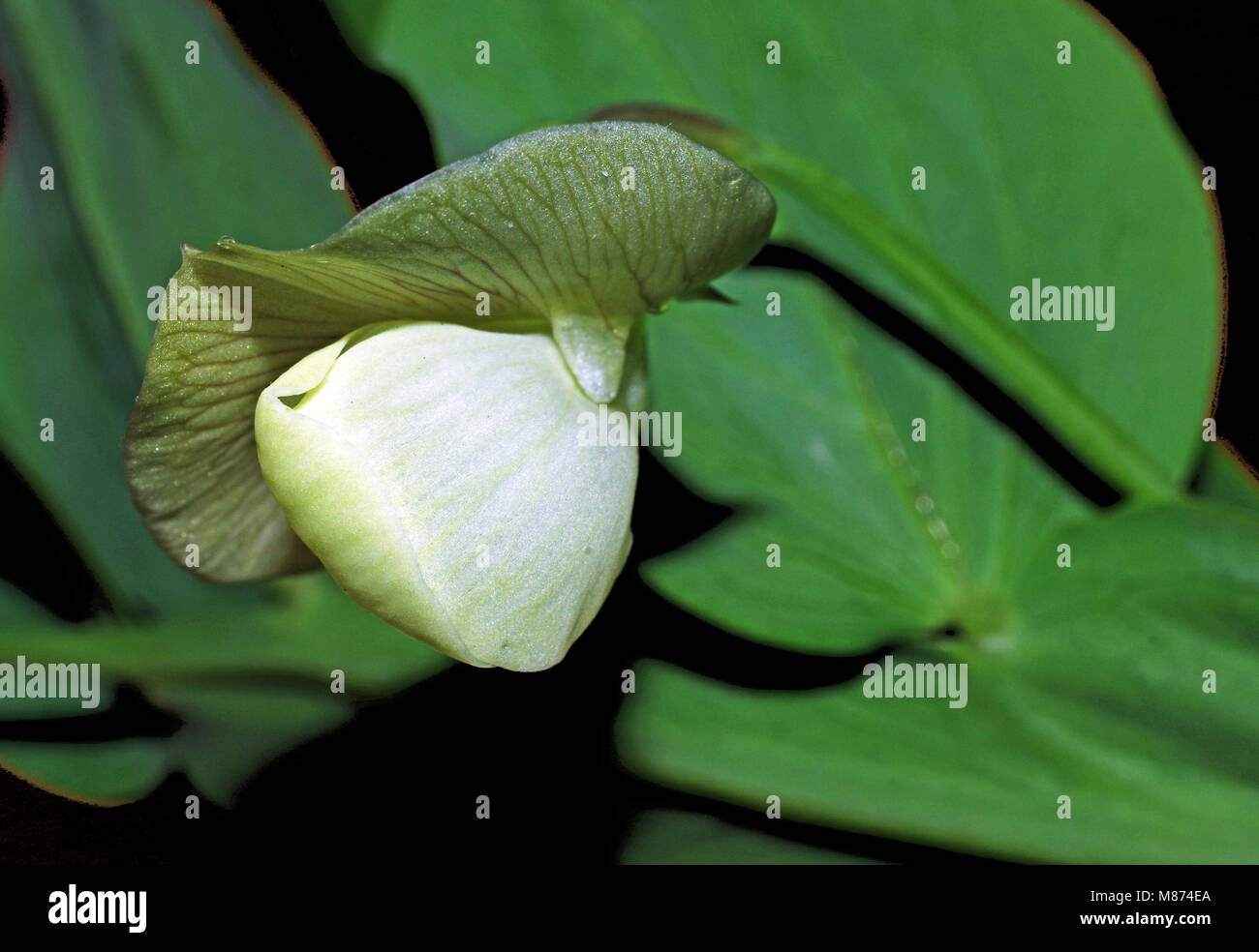 La floraison du pois sauvage Banque D'Images