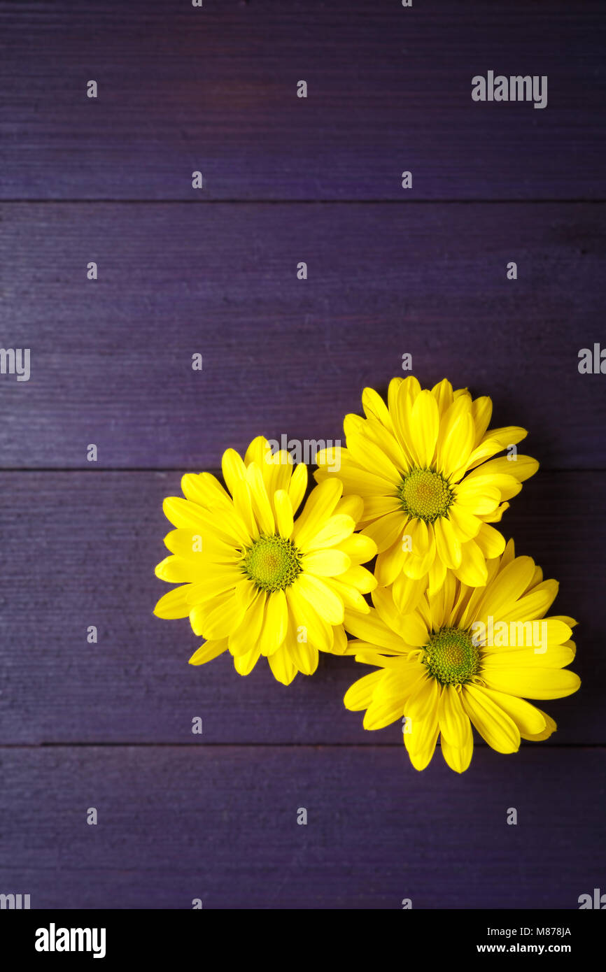 Trois fleurs maman jaune sur fond violet profond Banque D'Images