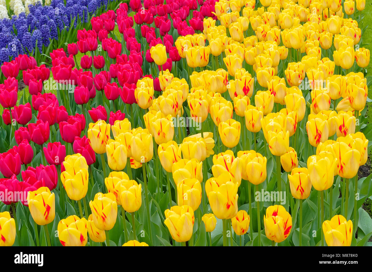 Vue panoramique sur les champs de tulipes dans différentes couleurs, Keukenhof, Pays-Bas Banque D'Images