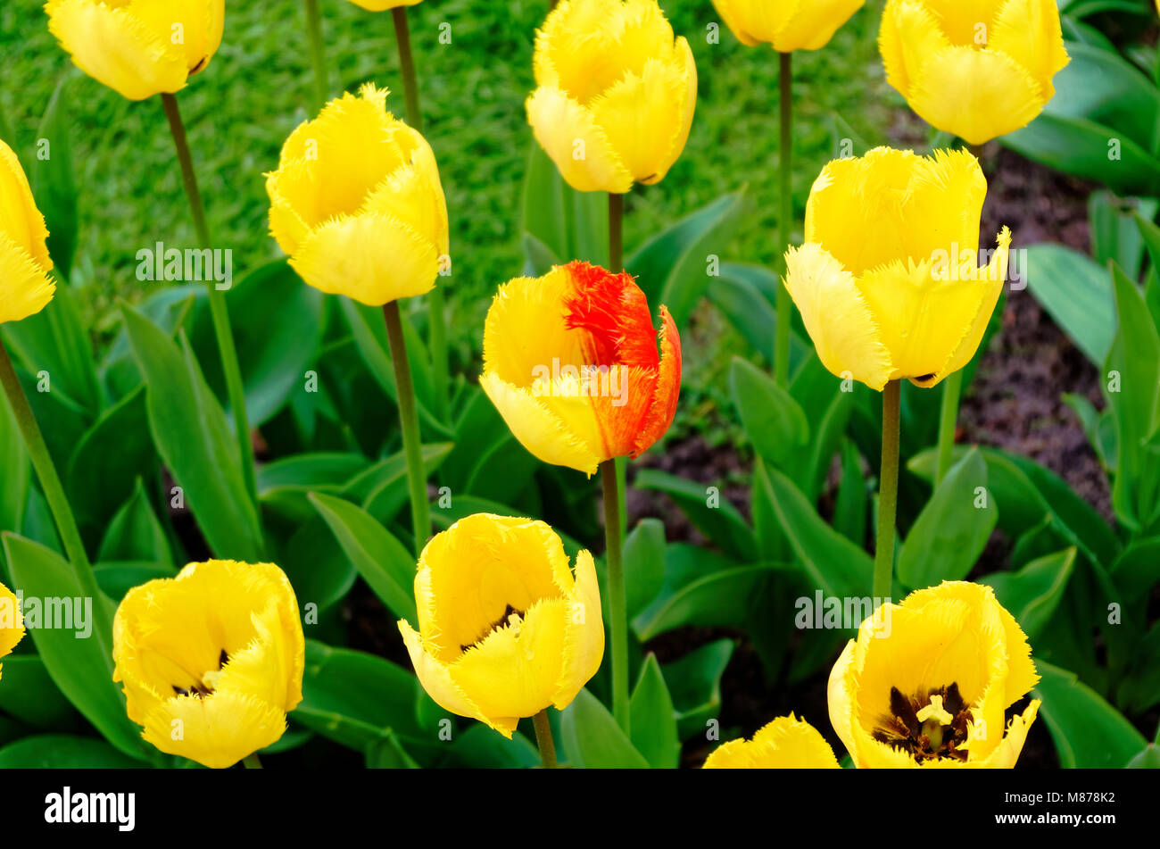 Bi-couleur unique à l'intérieur d'un champ de tulipes tulipes jaunes, le jardin de Keukenhof, Pays-Bas Banque D'Images