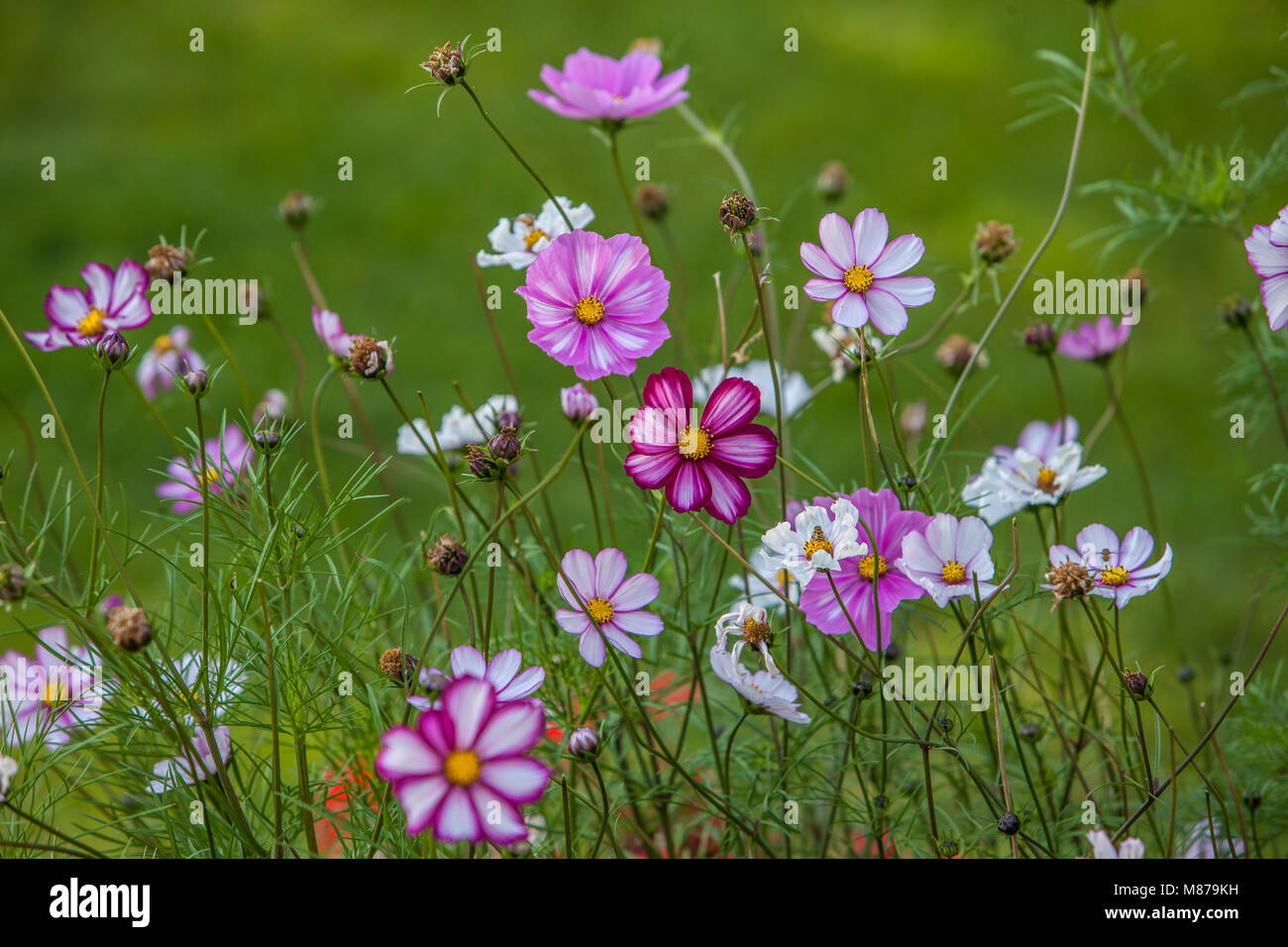 Fleurs De Jardin De Campagne Anglaise Banque D'Images