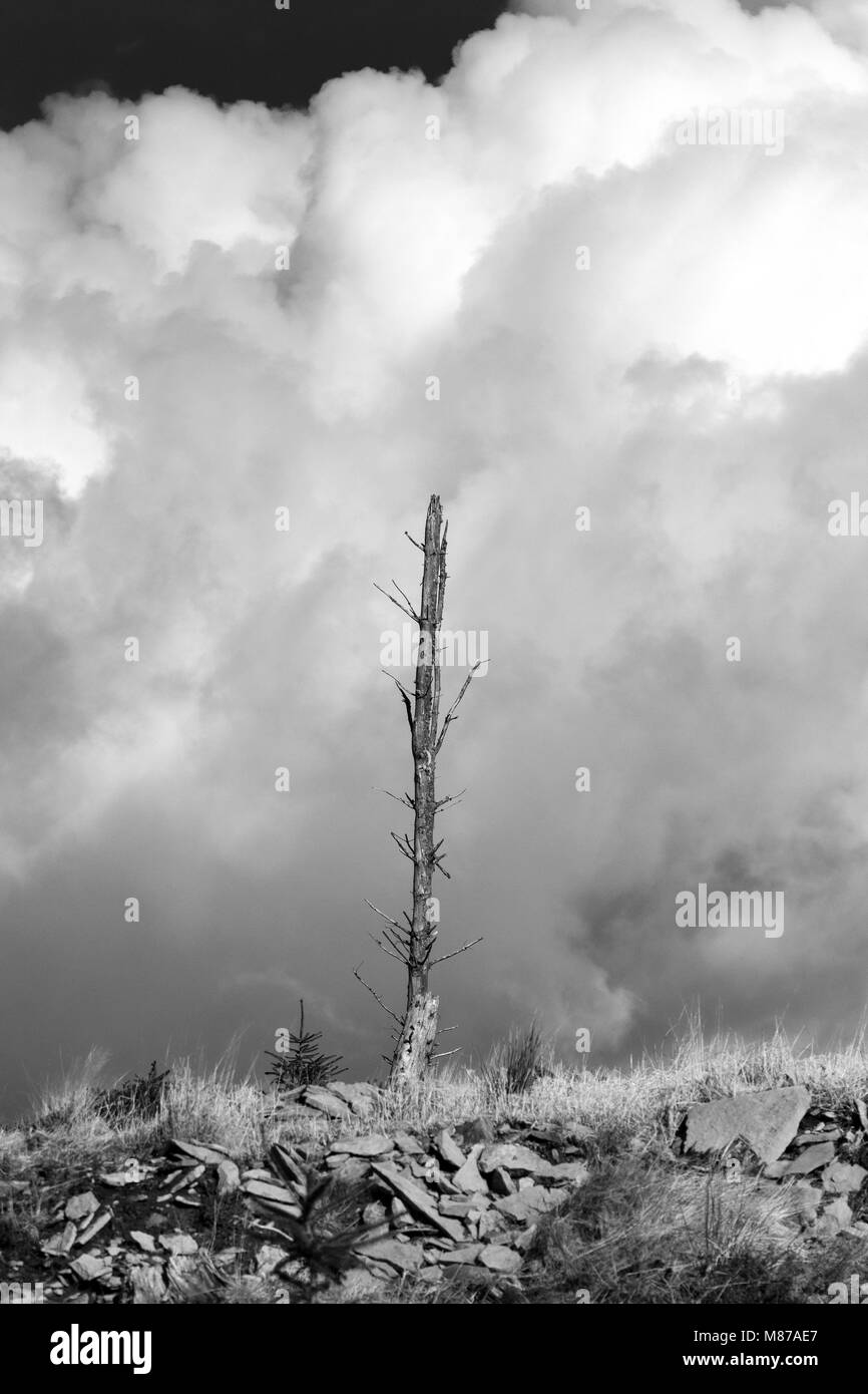 Arbres dans un tree farm Banque D'Images