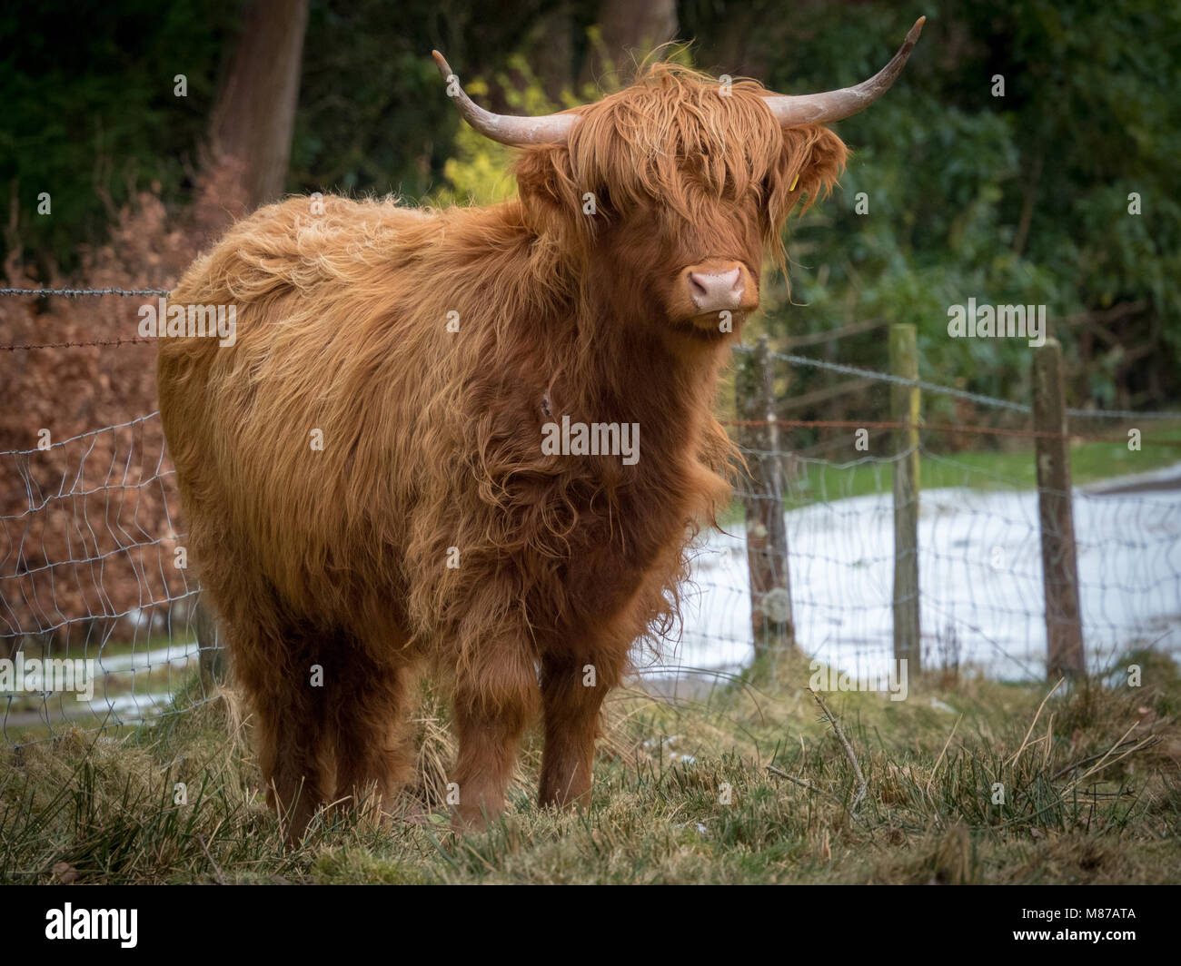 Une vache Highland dans son domaine près de pont étincelle en Cumbria. Banque D'Images