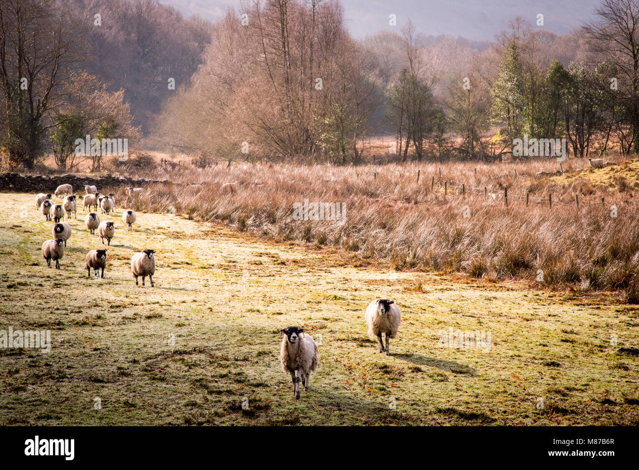 Un troupeau de moutons sur un matin de printemps dans la vallée de Rusland, Cumbria. Banque D'Images