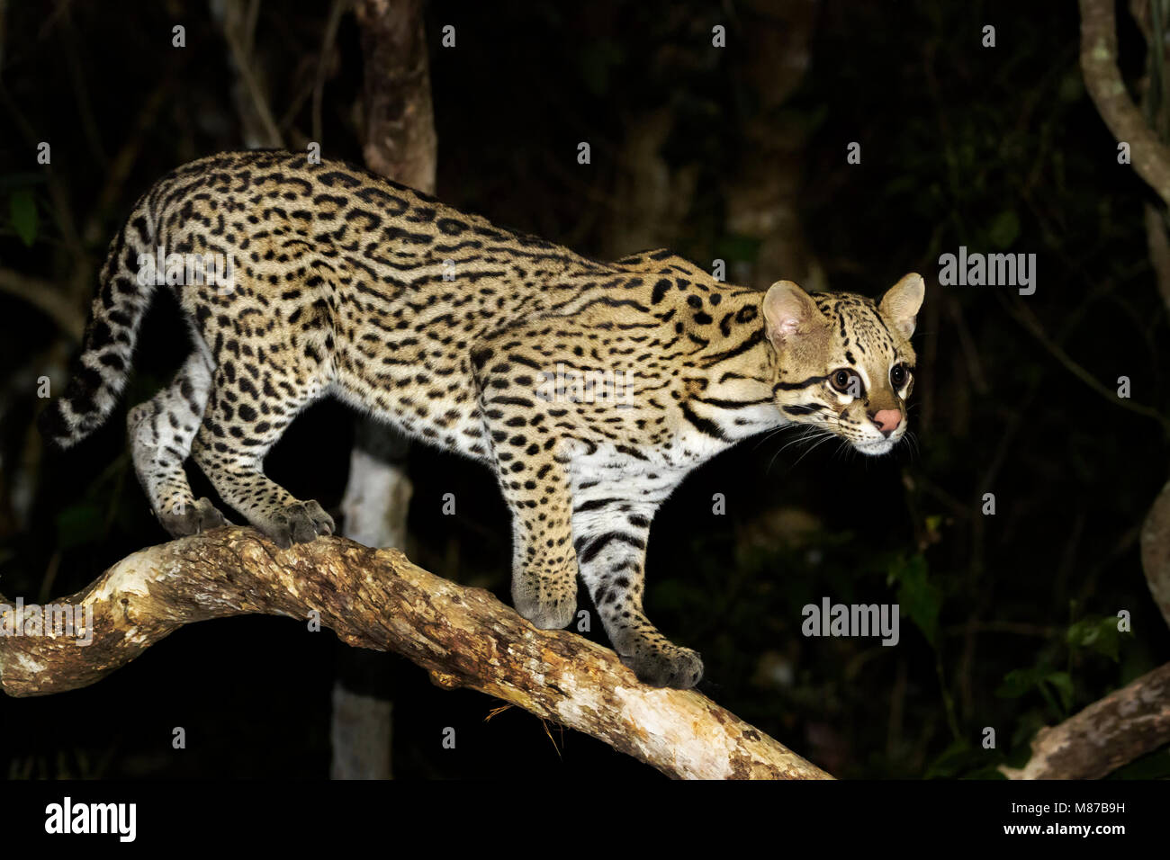 L'Ocelot (Leopardus pardalis) la nuit, Pantanal, Mato Grosso, Brésil Banque D'Images