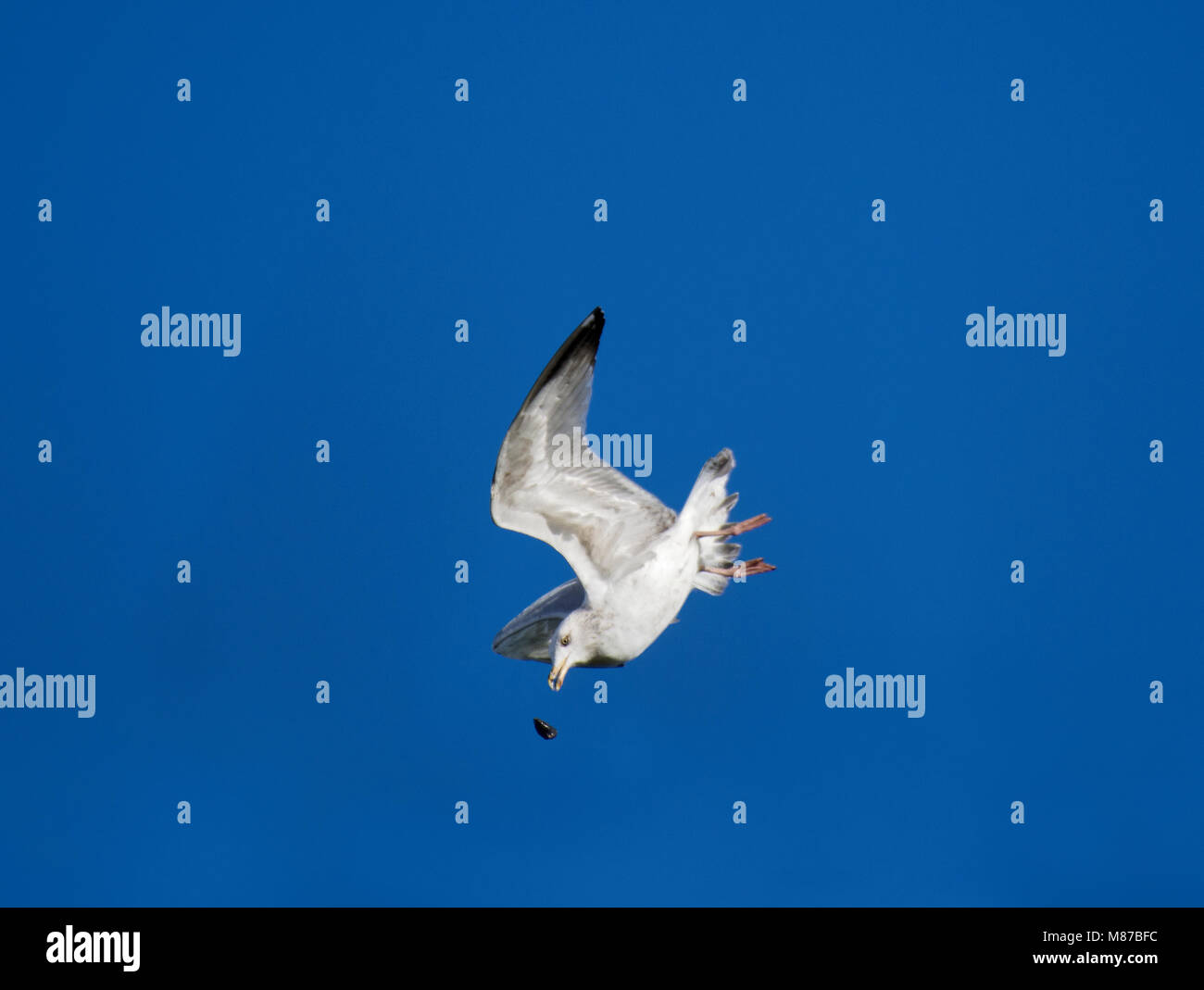 Goéland argenté (Larus argentatus, avec des crustacés, la baie de Morecambe, Lancashire, UK Banque D'Images