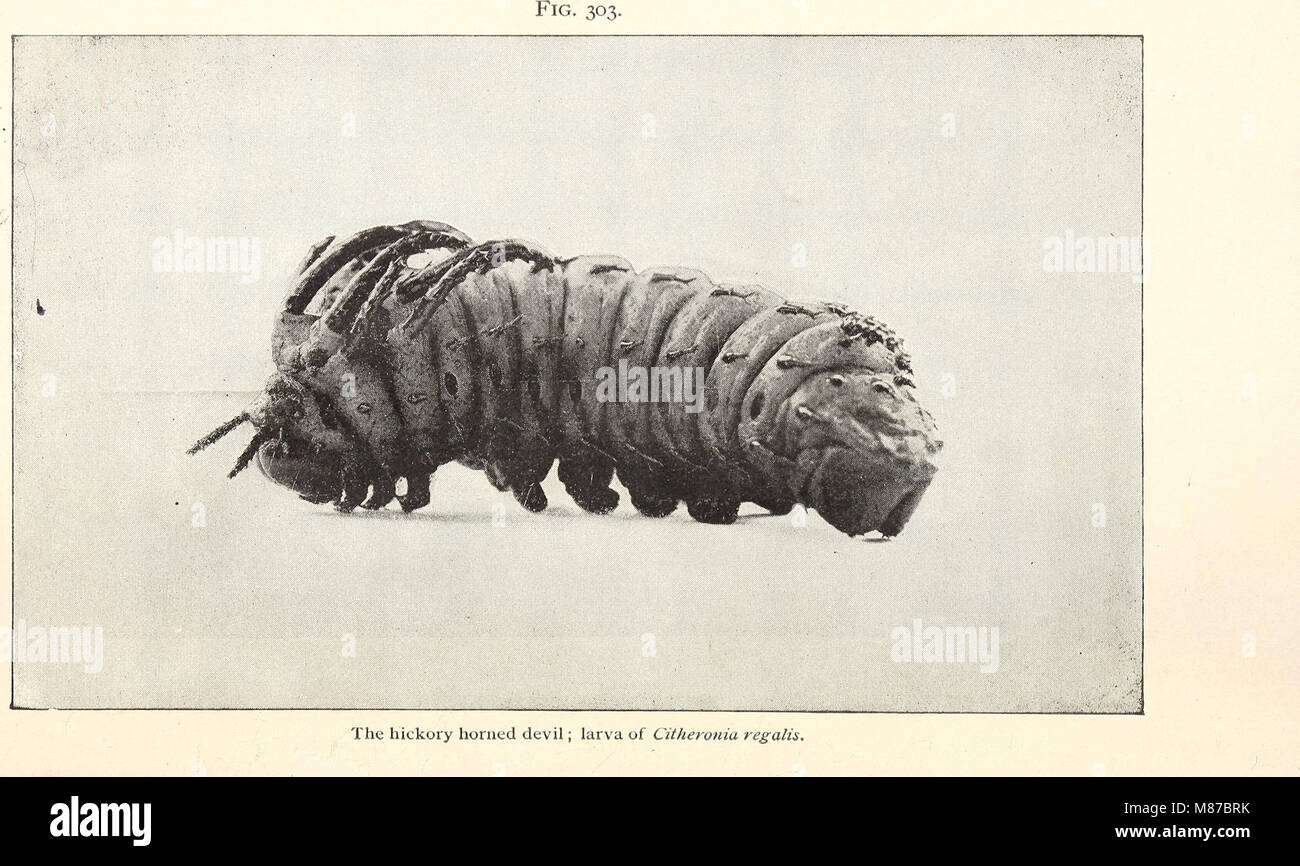 Entomologie économique pour l'agriculteur.. (1896) (20531513004) Banque D'Images