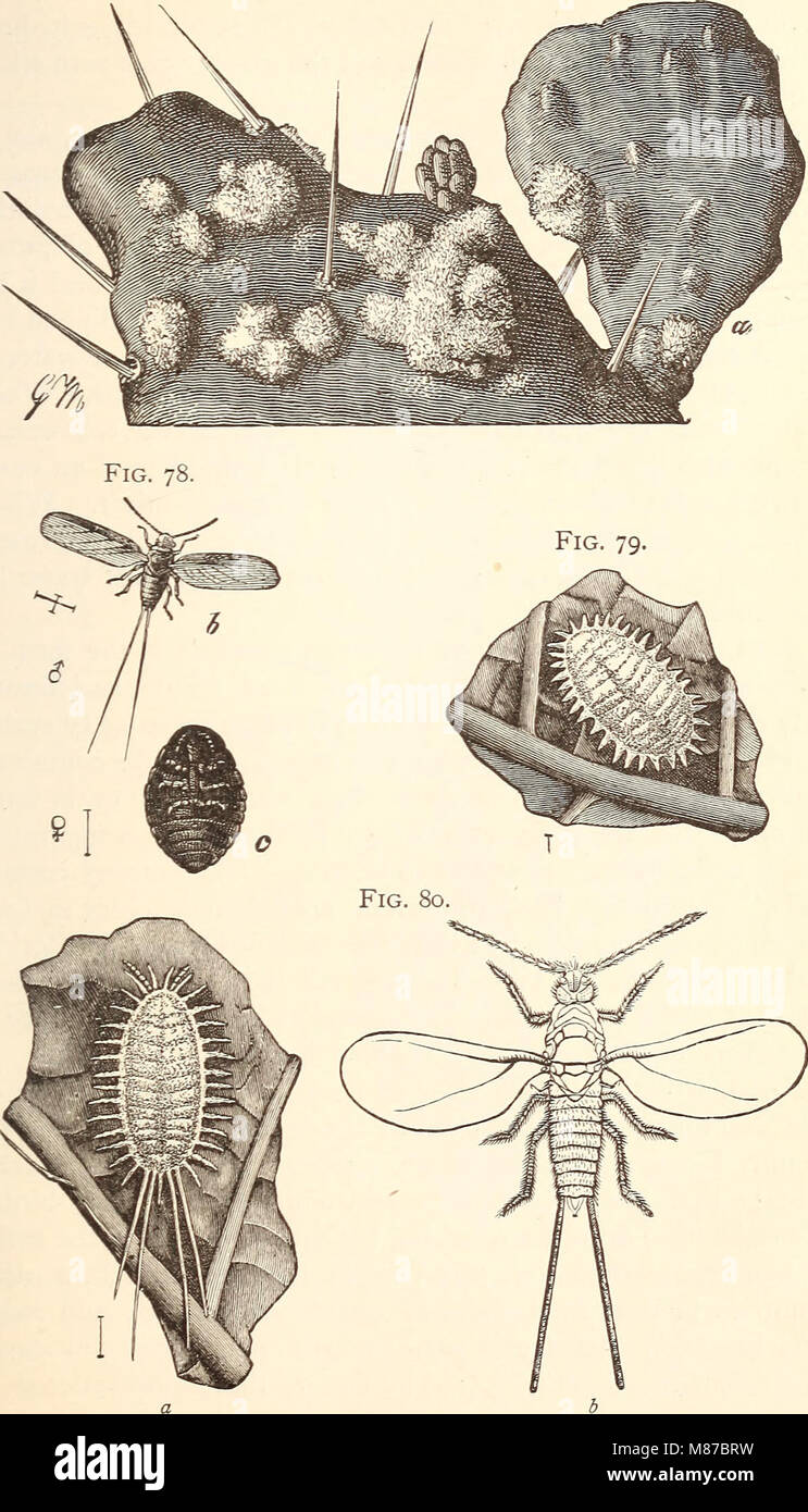 Entomologie économique pour l'agriculteur.. (1896) (20533163313) Banque D'Images
