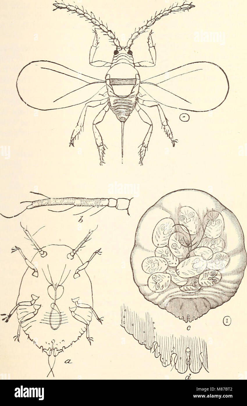 Entomologie économique pour l'agriculteur.. (1896) (20966134470) Banque D'Images