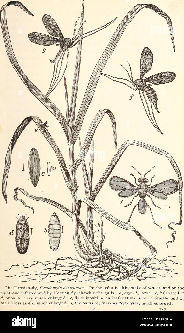 Entomologie économique pour l'agriculteur.. (1896) (20966628808) Banque D'Images