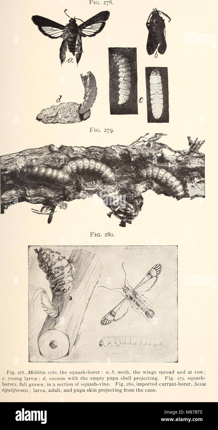 Entomologie économique pour l'agriculteur.. (1896) (20967634009) Banque D'Images