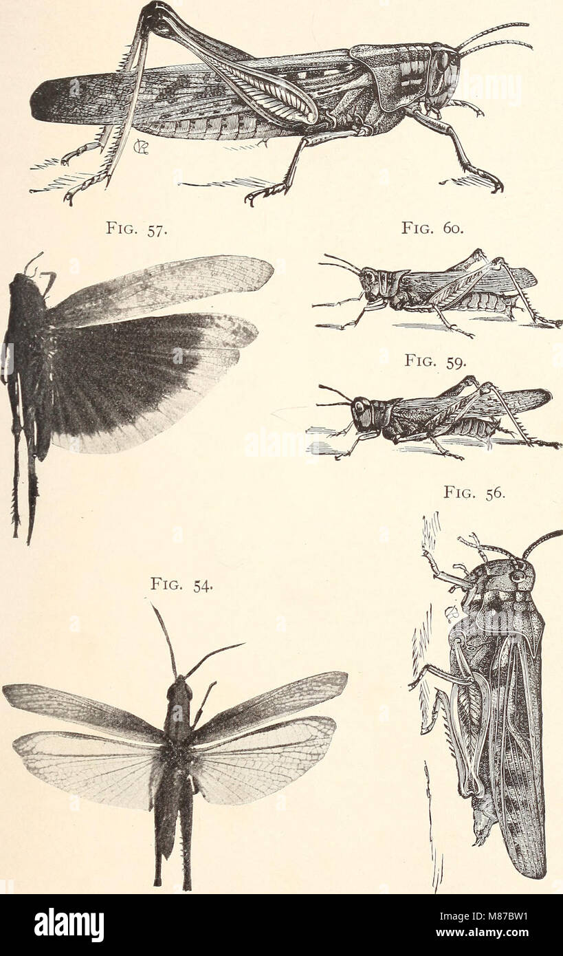 Entomologie économique pour l'agriculteur.. (1896) (21154255695) Banque D'Images