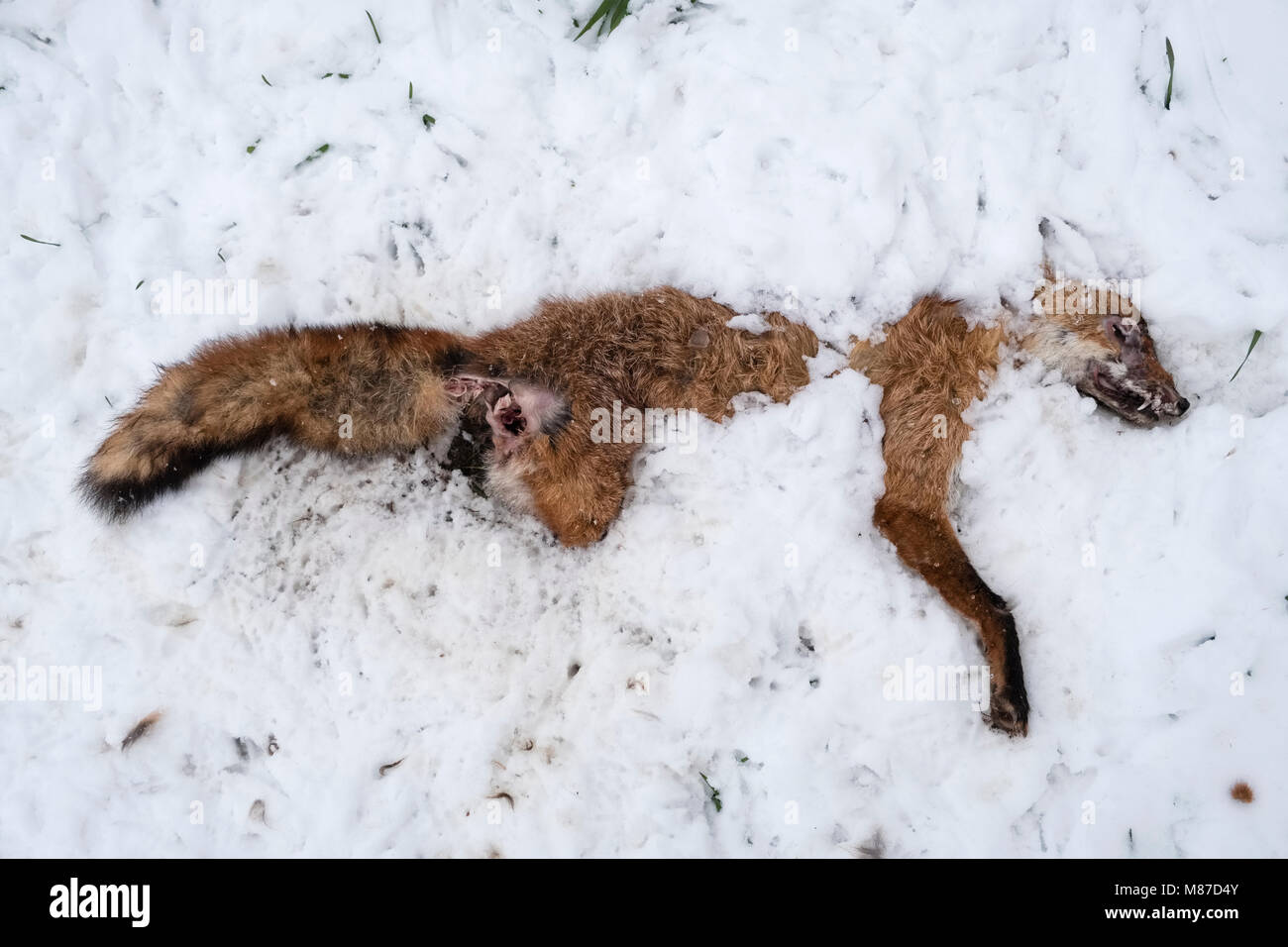 L'hiver dans la campagne Herefordshire, Royaume-Uni. Un renard dans la neige, en partie mangés par d'autres prédateurs Banque D'Images