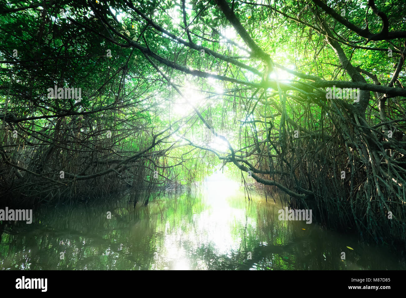 Paysage surréaliste et mystérieuse beauté de jungles tropicales avec river et la forêt de mangrove. Sri Lanka nature et les destinations de voyage Banque D'Images