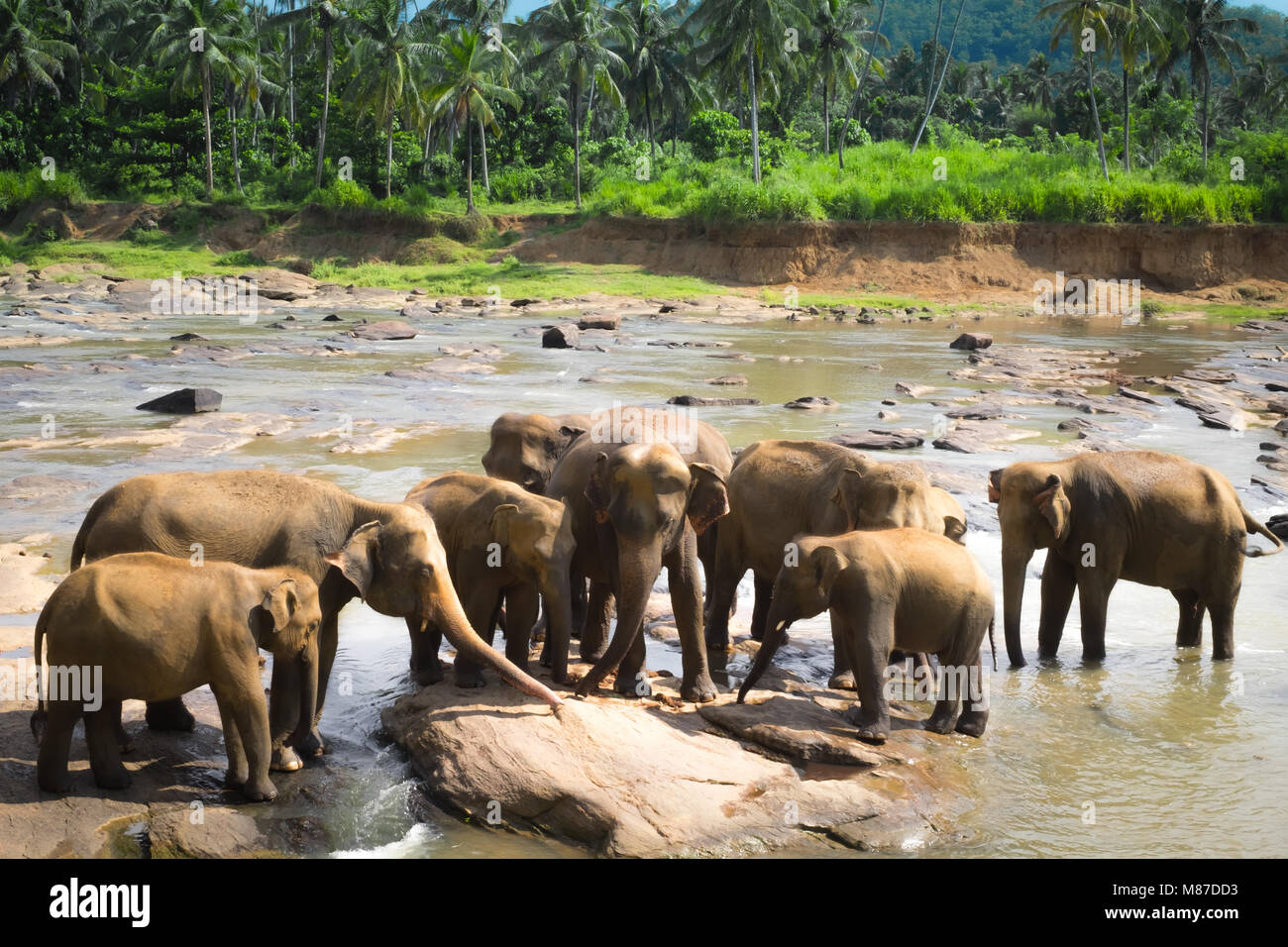 Les éléphants d'Asie family relaxing et baignade dans la rivière tropicale. Animaux étonnants dans la nature sauvage du Sri Lanka Banque D'Images