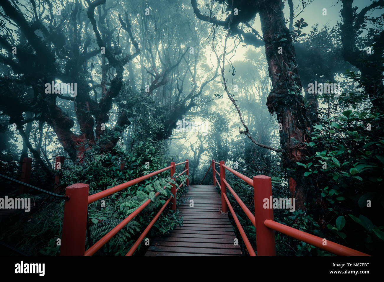Paysage de forêts de brouillard mystérieux avec pont en bois passe à travers le feuillage dense. Beauté surréaliste d'arbres exotiques, fourré de buissons au tropical jung Banque D'Images