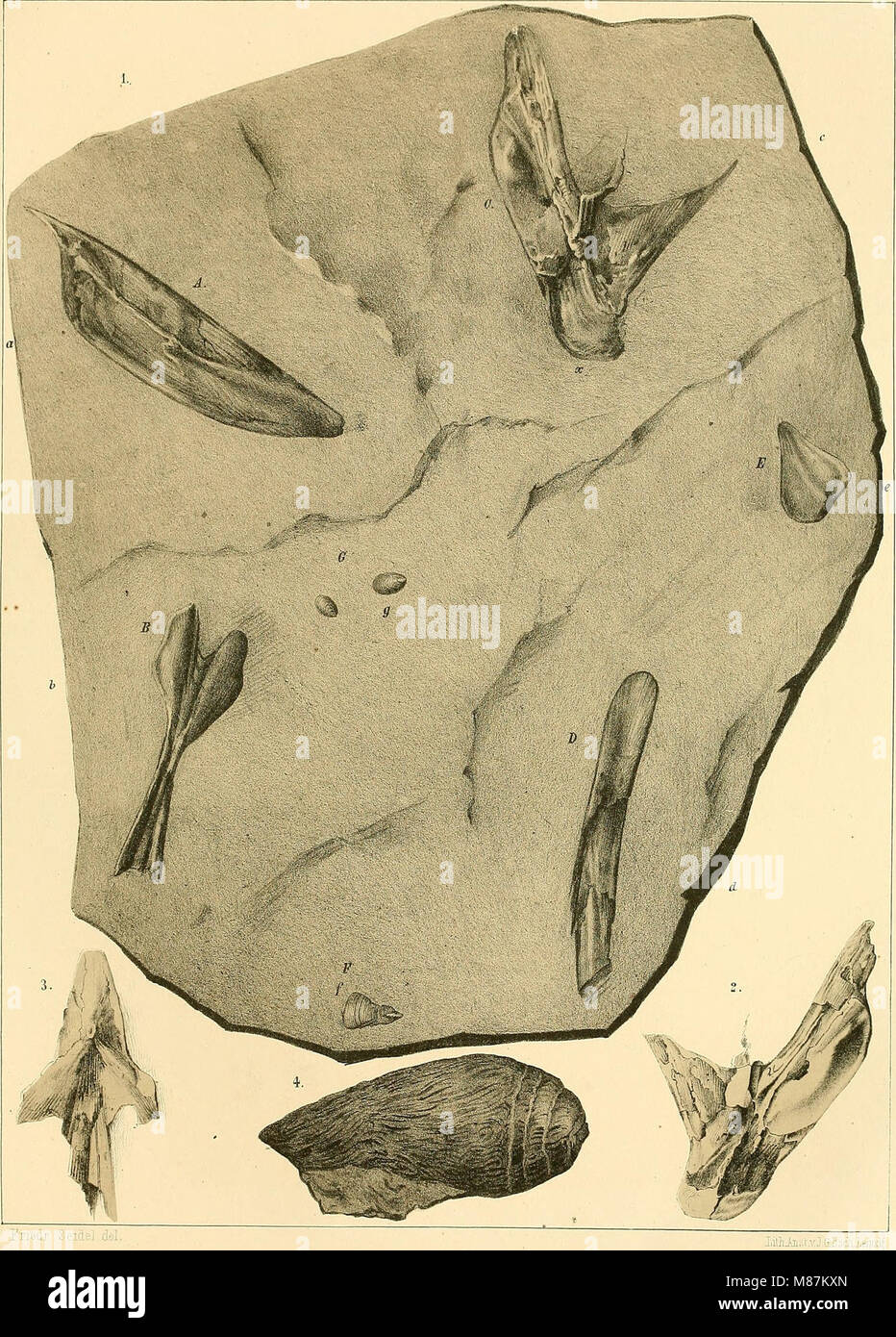 Dyas oder die Zechsteinformation Rothliegende und das (1861) (21106379002) Banque D'Images