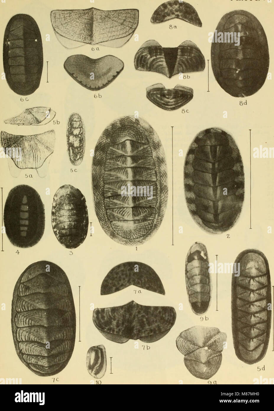 Côte Est des coquilles marines ; la description des mollusques de la côte avec de nombreux vivant sous mer, du Maine au Texas inclus, en particulier de la Floride (1937) (20943338458) Banque D'Images