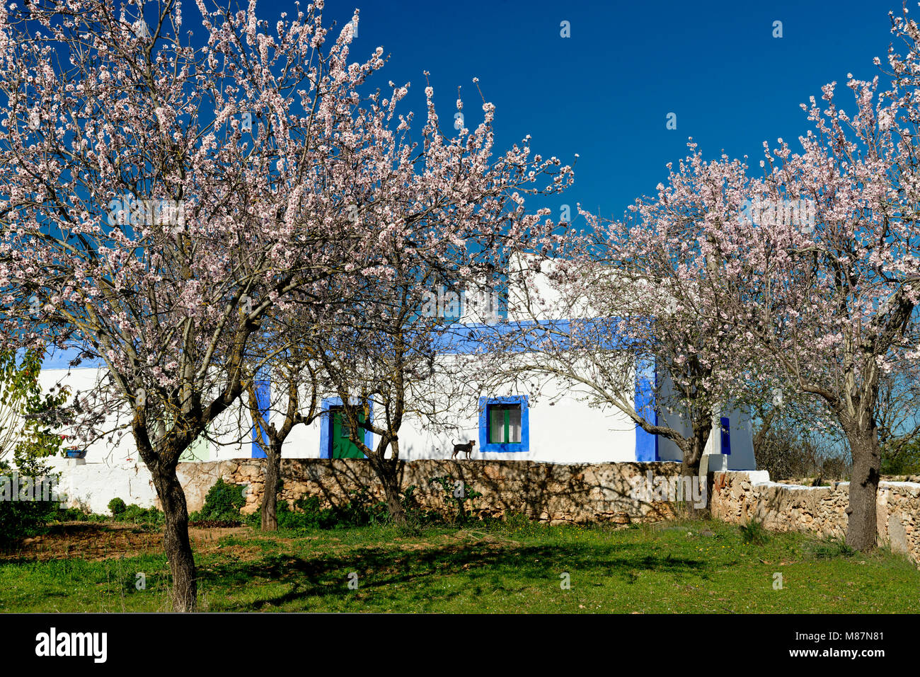 Amandiers en fleur et une maison rustique, de l'Algarve, Portugal, Banque D'Images