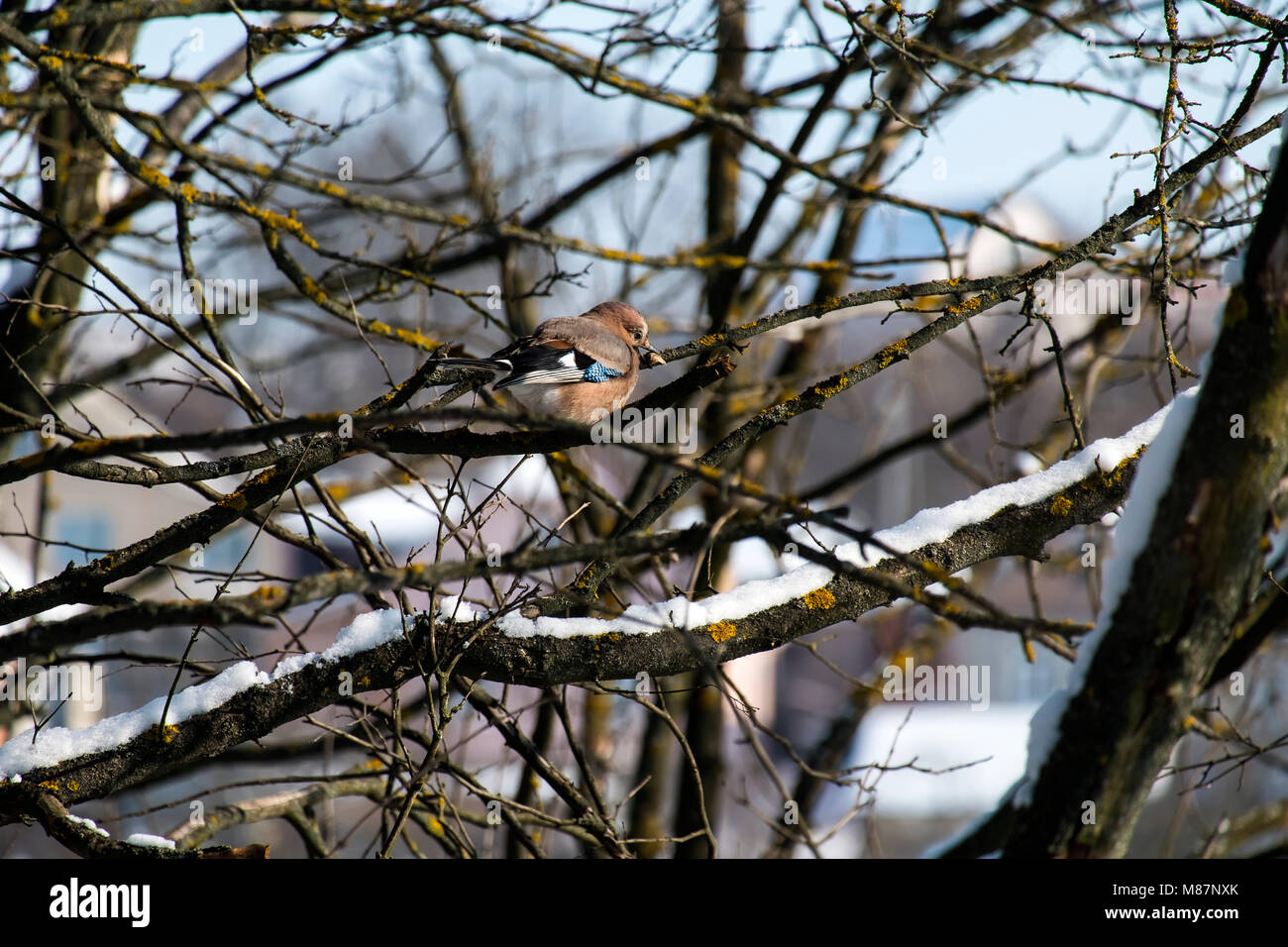 Jay est assis sur une branche et est titulaire d'un morceau de noyer dans son bec (Garrulus glandarius) Banque D'Images