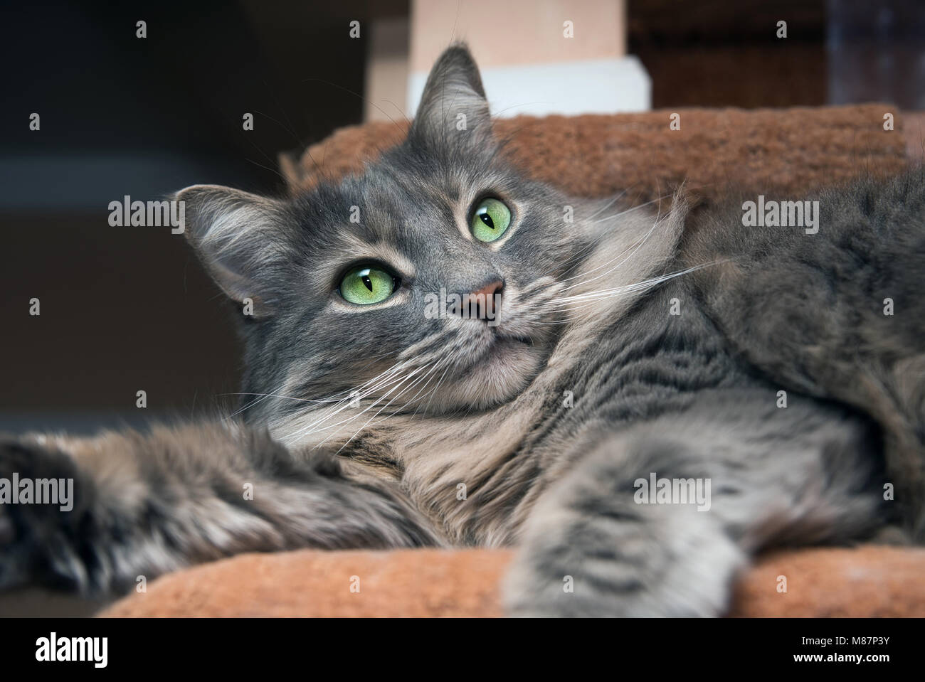 Montréal,Canada,15,mars,2018. Close-up of a house chat posant sur place.Credit:Mario Beauregard/Alamy Live News Banque D'Images