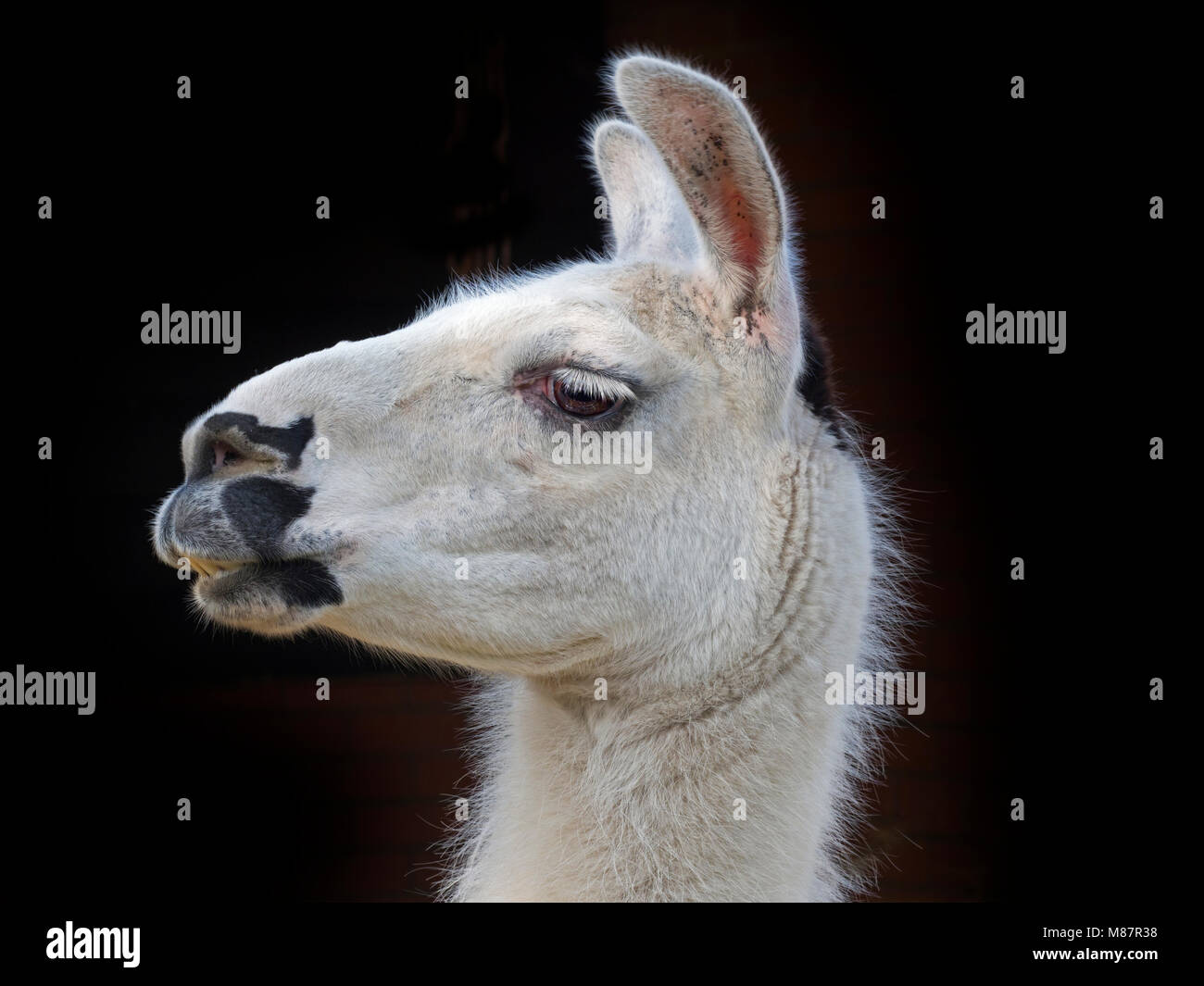 Llama Lama Glama Portrait Banque D'Images