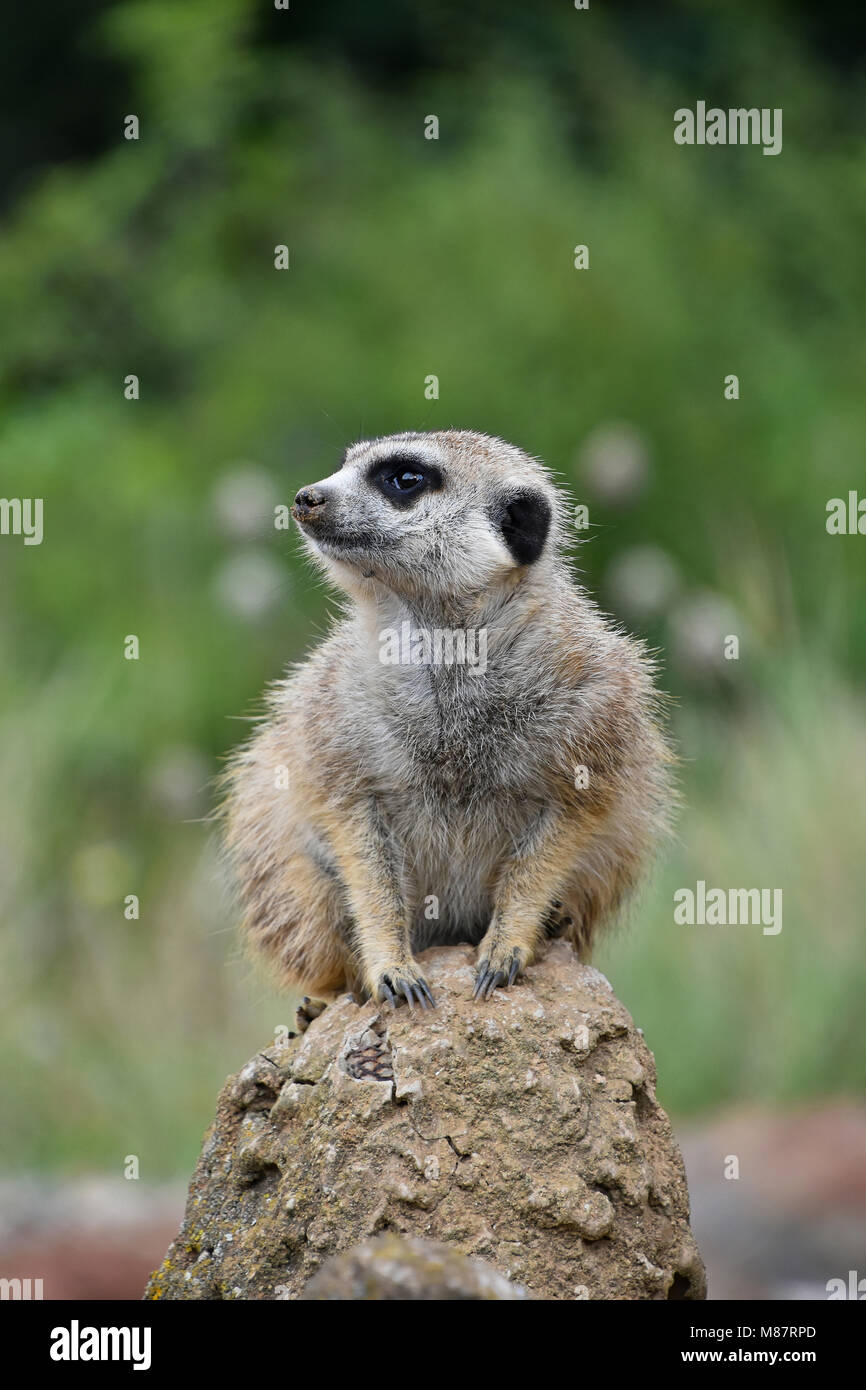 Close up/portrait de l'un meerkat assis sur un rocher et regardant ailleurs alerté sur fond vert, low angle view Banque D'Images