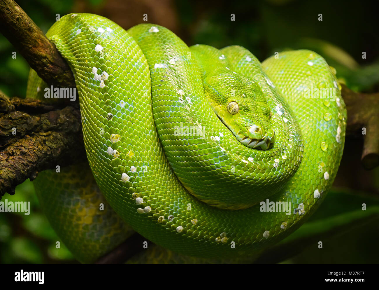 Close up portrait portrait of beautiful Green Tree python (Morelia viridis) en regardant dans la caméra, low angle view Banque D'Images