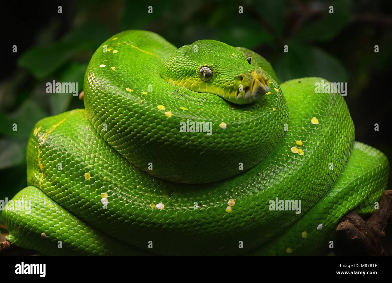 Close up portrait portrait of beautiful Green Tree python (Morelia viridis) en regardant dans la caméra, low angle view Banque D'Images