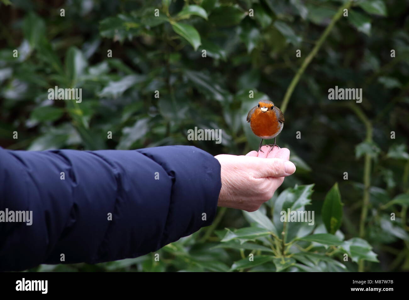 Une faim Robin redbreast en tenant les arachides broyées, de la main d'une femme. Banque D'Images