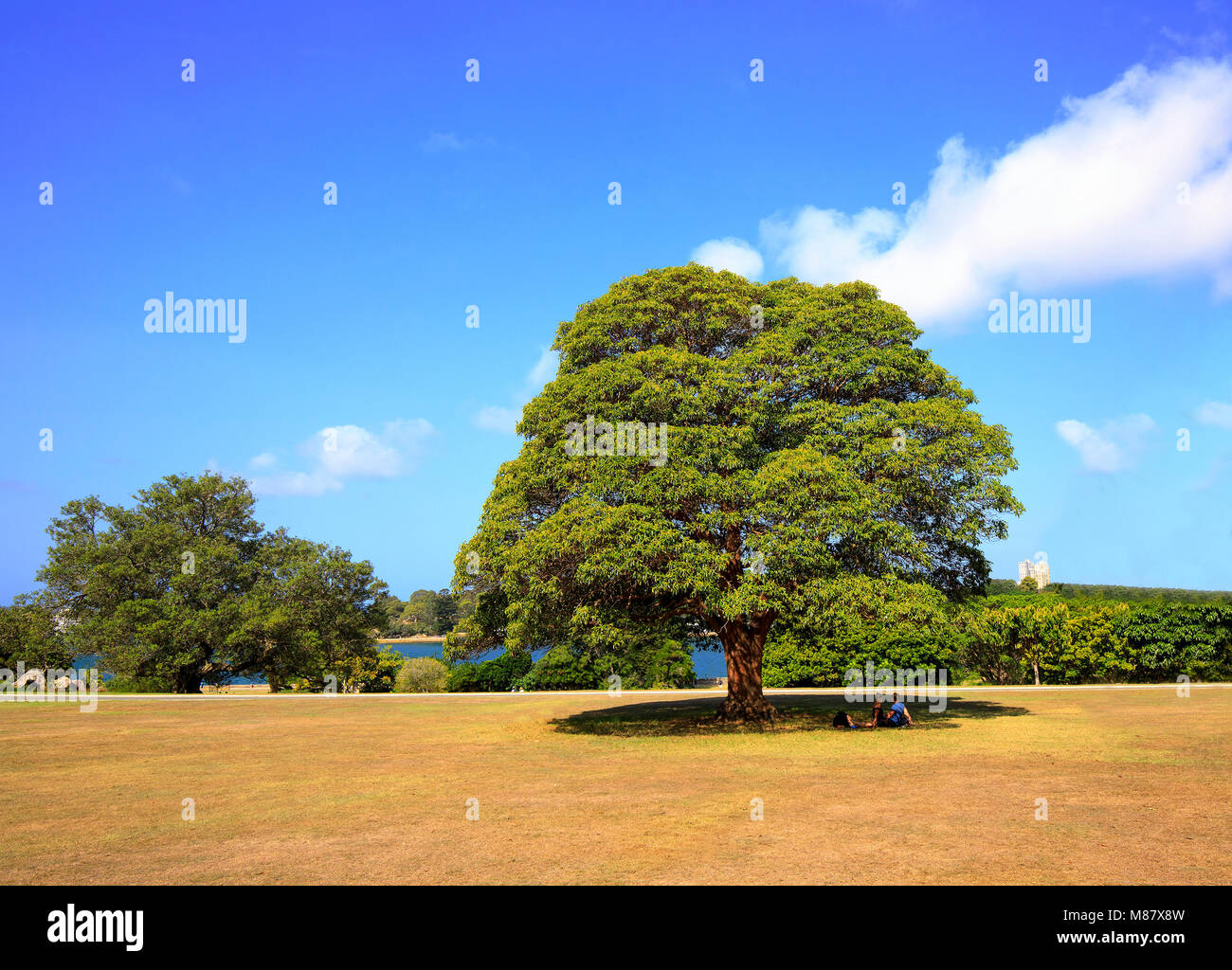 Couple lying down under grand arbre rond sur l'herbe verte Banque D'Images