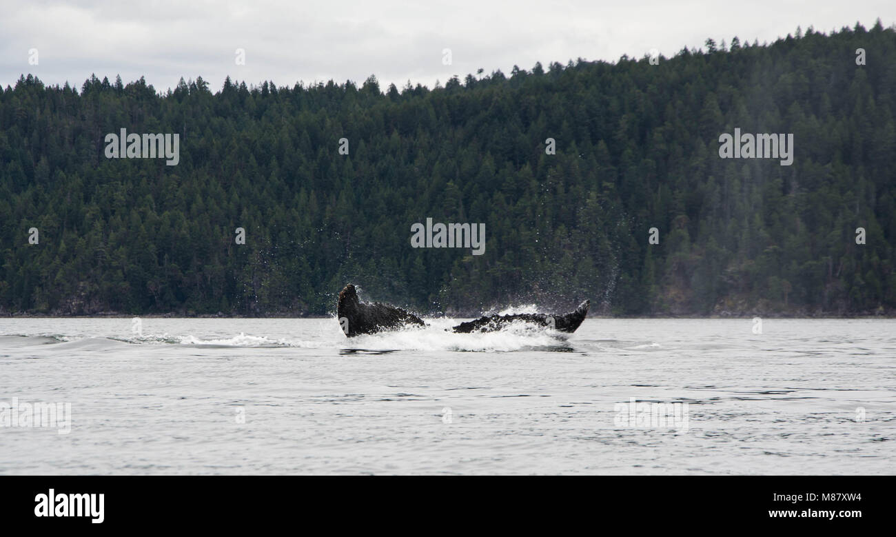 Les baleines à bosse la respiration et tale montrant, découverte des îles, Colombie-Britannique, Canada Banque D'Images