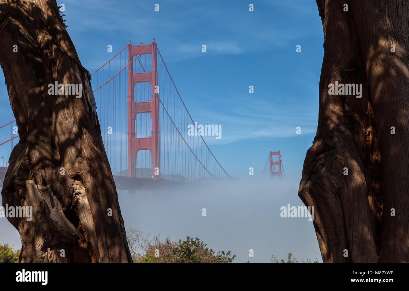 Bas épais brouillard formé sous le Golden Gate Bridge à San Francisco, Californie, États-Unis, sur une première matinée de printemps. Banque D'Images