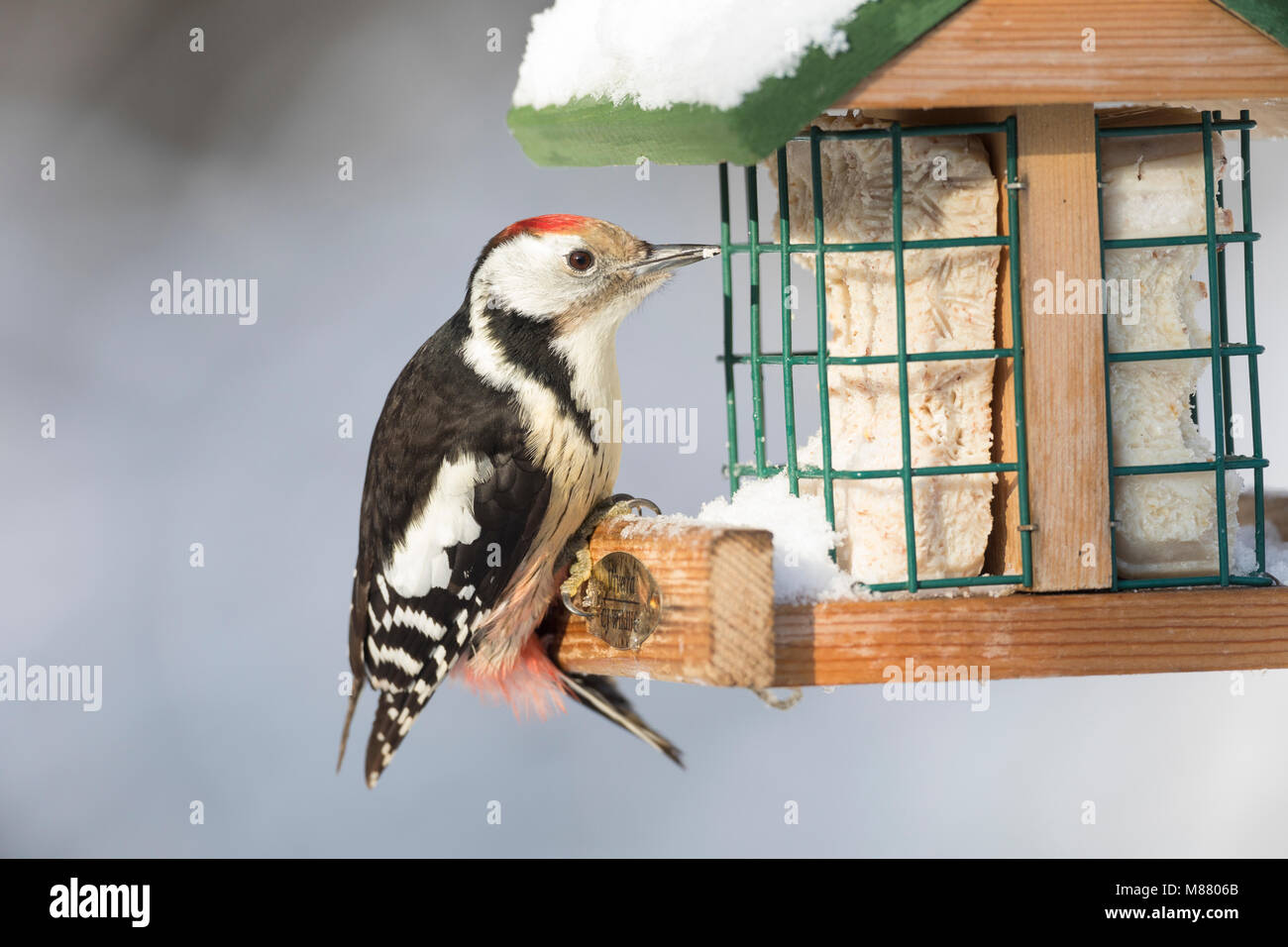 Mittelspecht, Vogelfütterung Mittel-Specht Winterfütterung,,, Mittlerer Specht, Spechte Leiopicus, Specht, medius, Dendrocopos medius, Picoides medius Banque D'Images