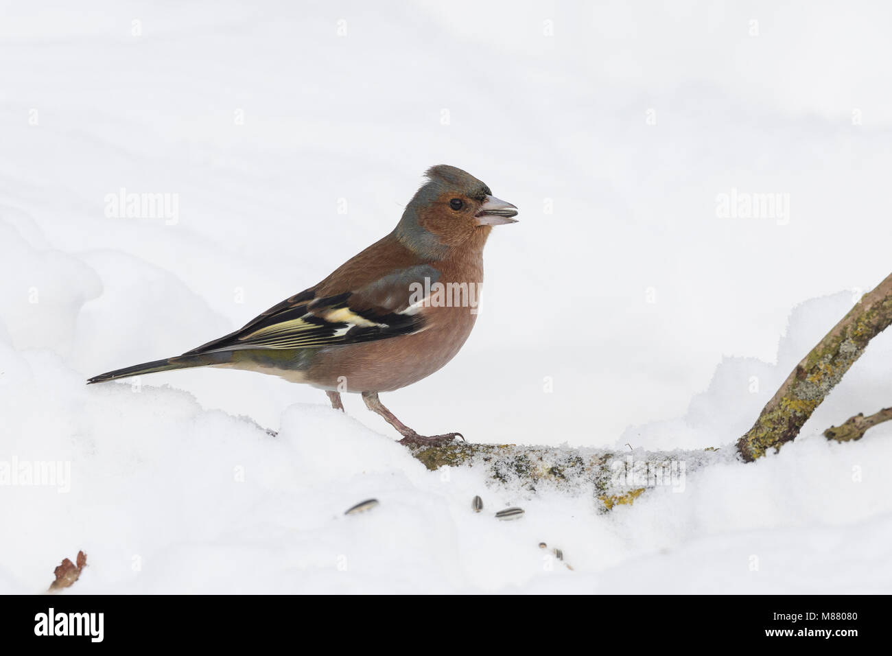 Buchfink, Buch-Fink, Männchen im Winter bei Schnee, Fringilla coelebs chaffinch pinson commun,,, homme, le Pinson des arbres Banque D'Images