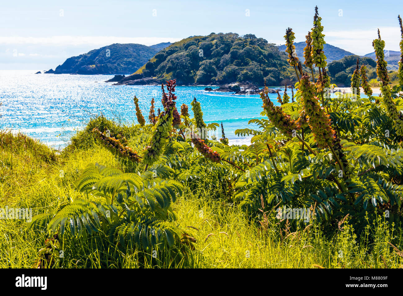 Miel de fleur ou faux cap le ricin (Melianthus major) à Maitai Bay sur la péninsule Karikari, île du Nord, en Nouvelle-Zélande. Banque D'Images Miel de fleur ou faux cap le ricin (Melianthus major) à Maitai Bay sur la péninsule Karikari, île du Nord, en Nouvelle-Zélande. Banque D'Images