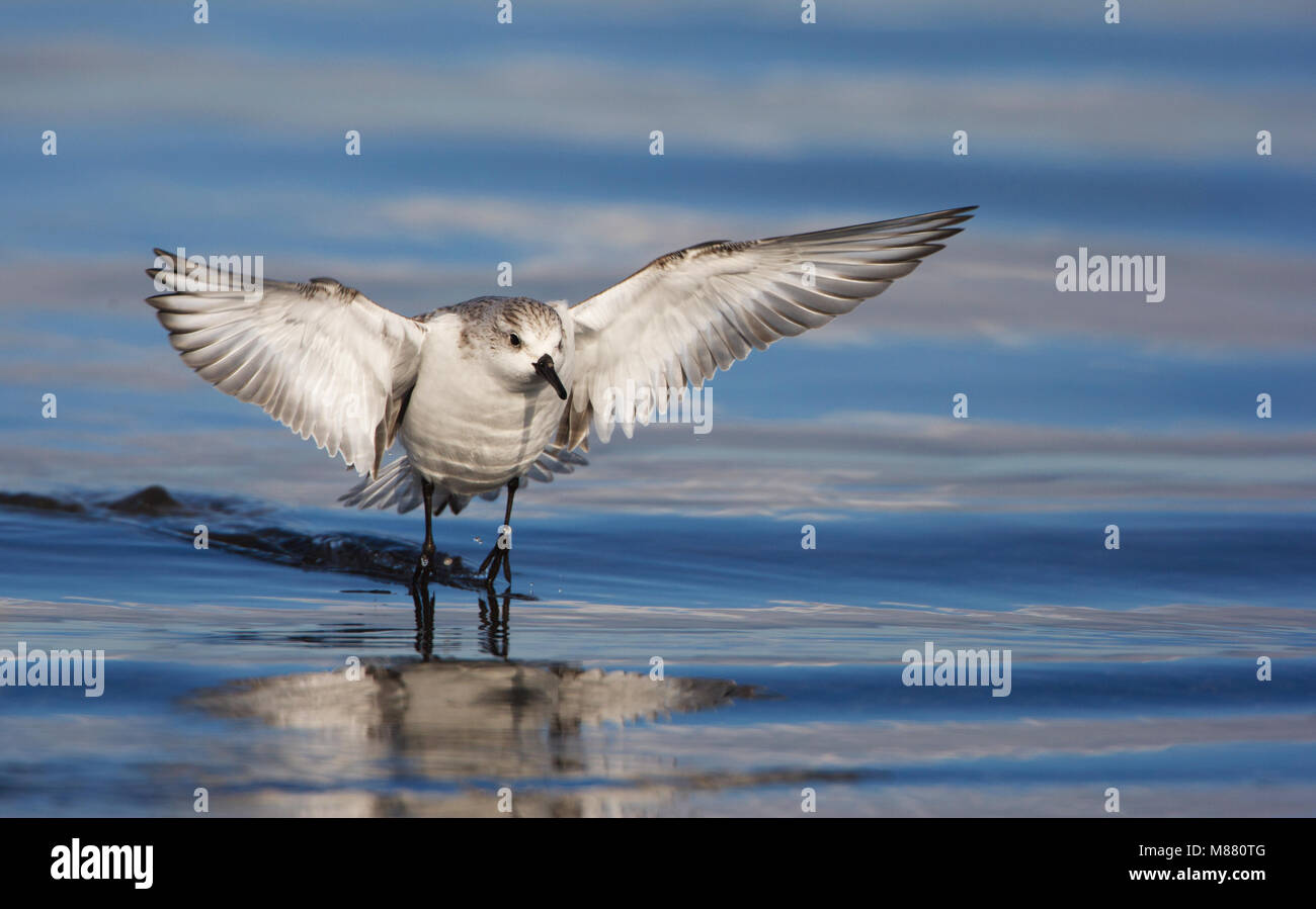 Drieteenstrandloper, Bécasseau sanderling Calidris alba, Banque D'Images