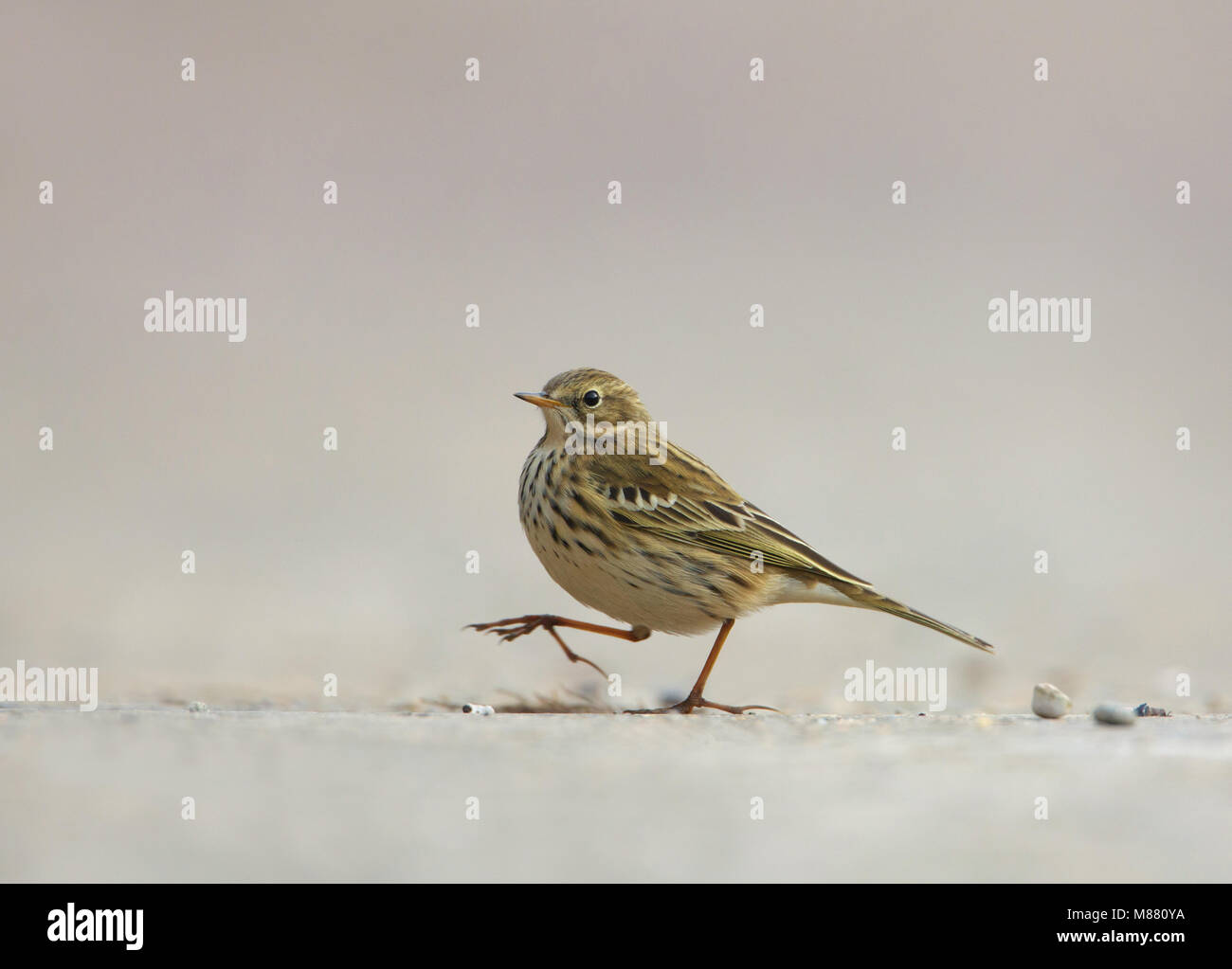 Graspieper ; Meadow pipit Anthus pratensis  ; Banque D'Images