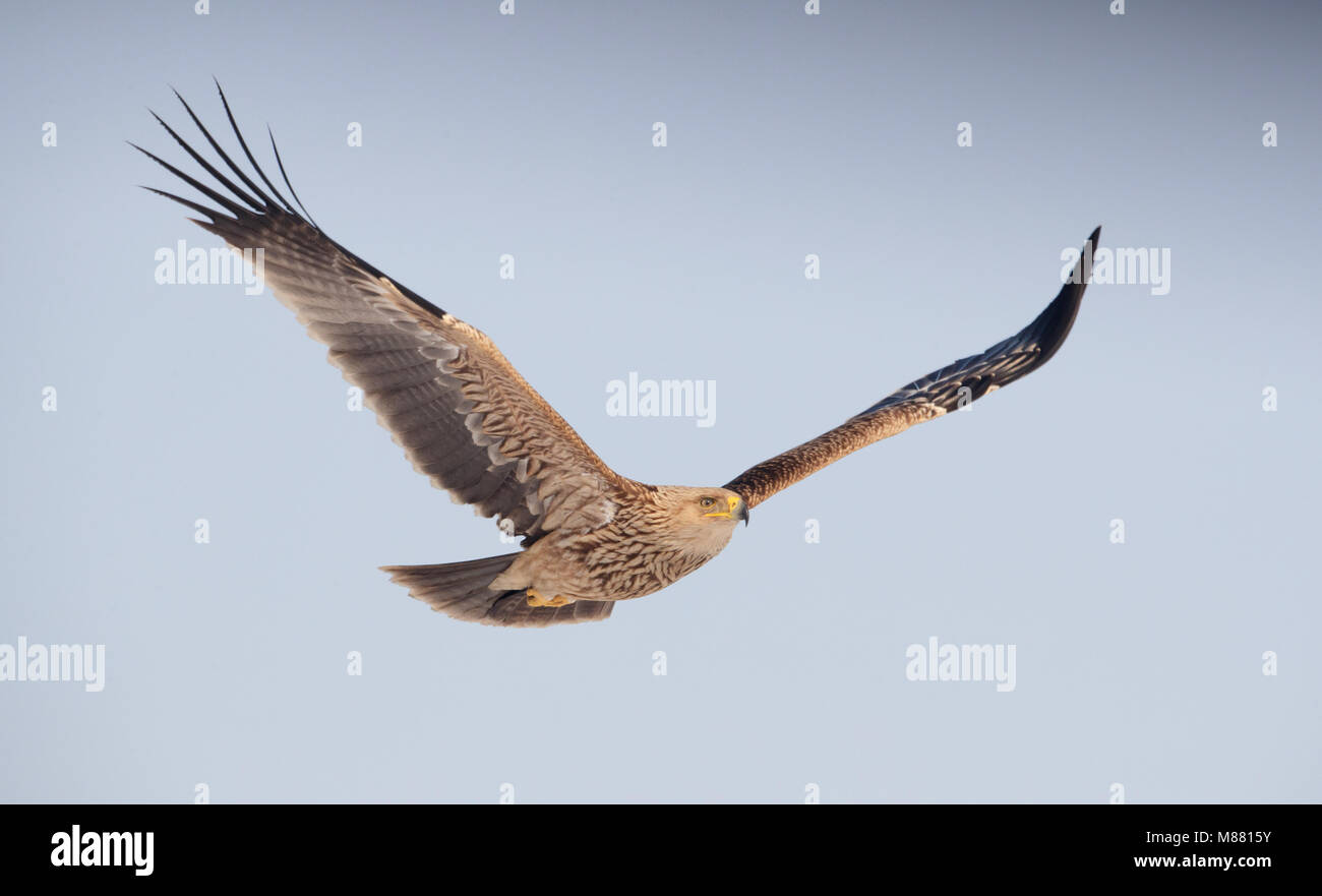 Onvolwassen Keizerarend dans viaje en avión ; egocentrique est de l'aigle impérial (Aquila heliaca) en vol Banque D'Images