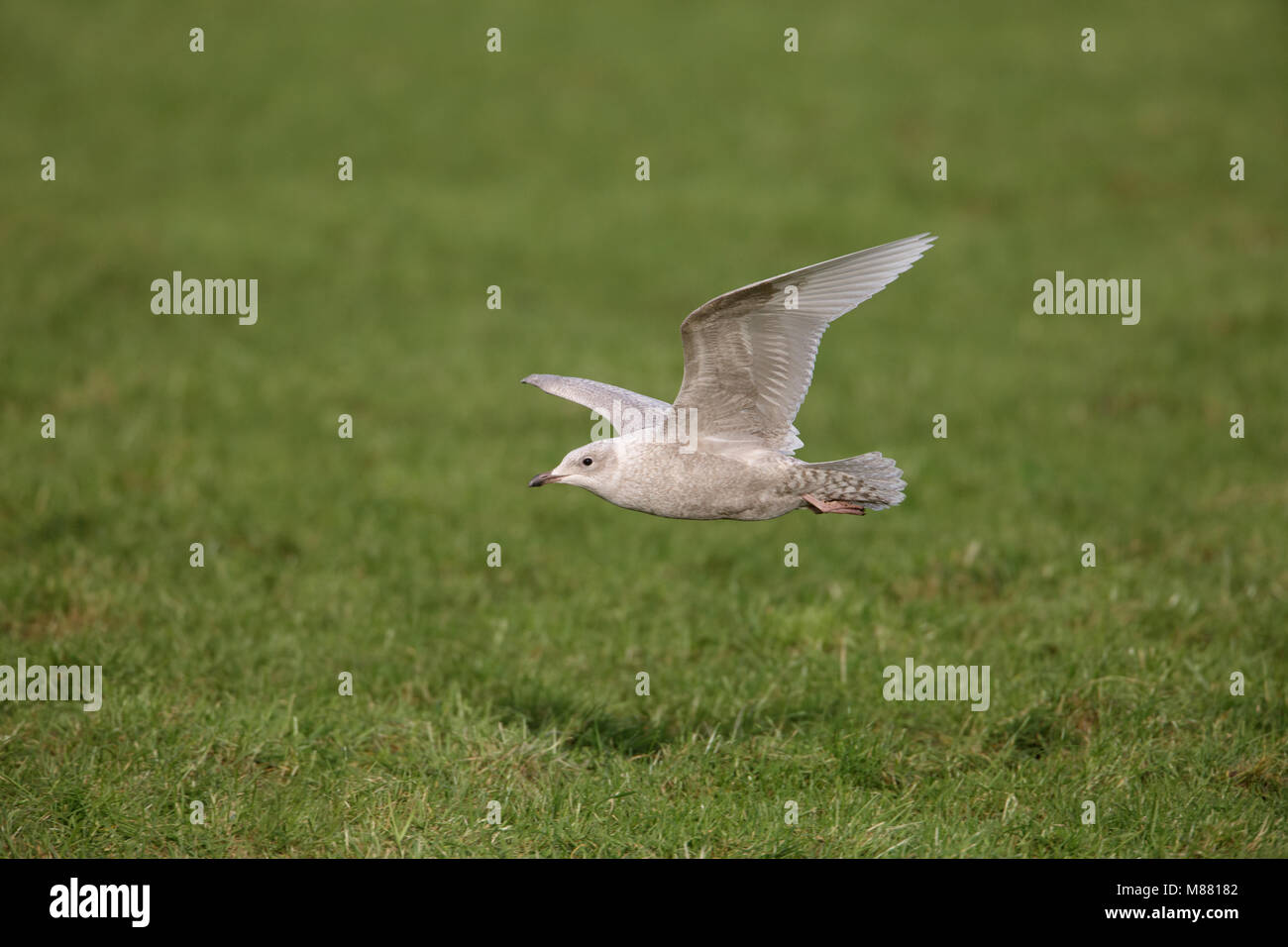 Kleine Burgemeester, Islande, Larus glaucoides Banque D'Images