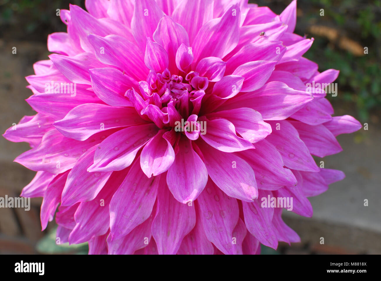 Fleur de Dahlia Banque D'Images