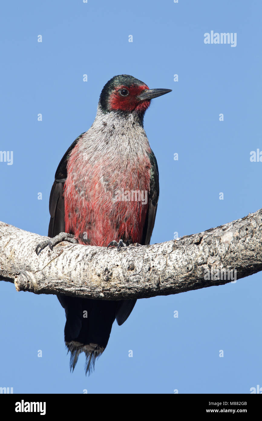 Mono adultes Co., CA Juin 2011 Banque D'Images