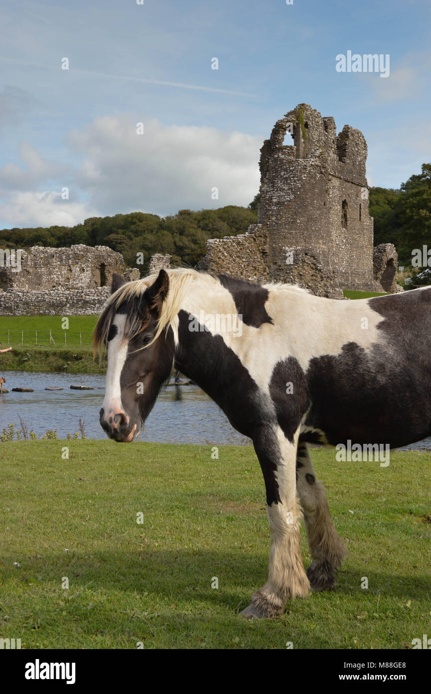 Un cheval en face de l'historique château de Ogmore, dans le sud du Pays de Galles Banque D'Images