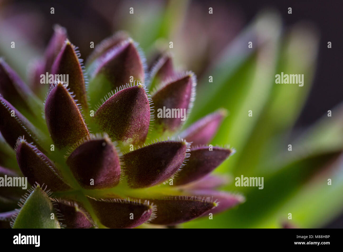 Close up image de sempervivums plantes grasses Houseleek montrant la texture et les détails des feuilles, Shepperton, Surrey, Royaume-Uni Banque D'Images